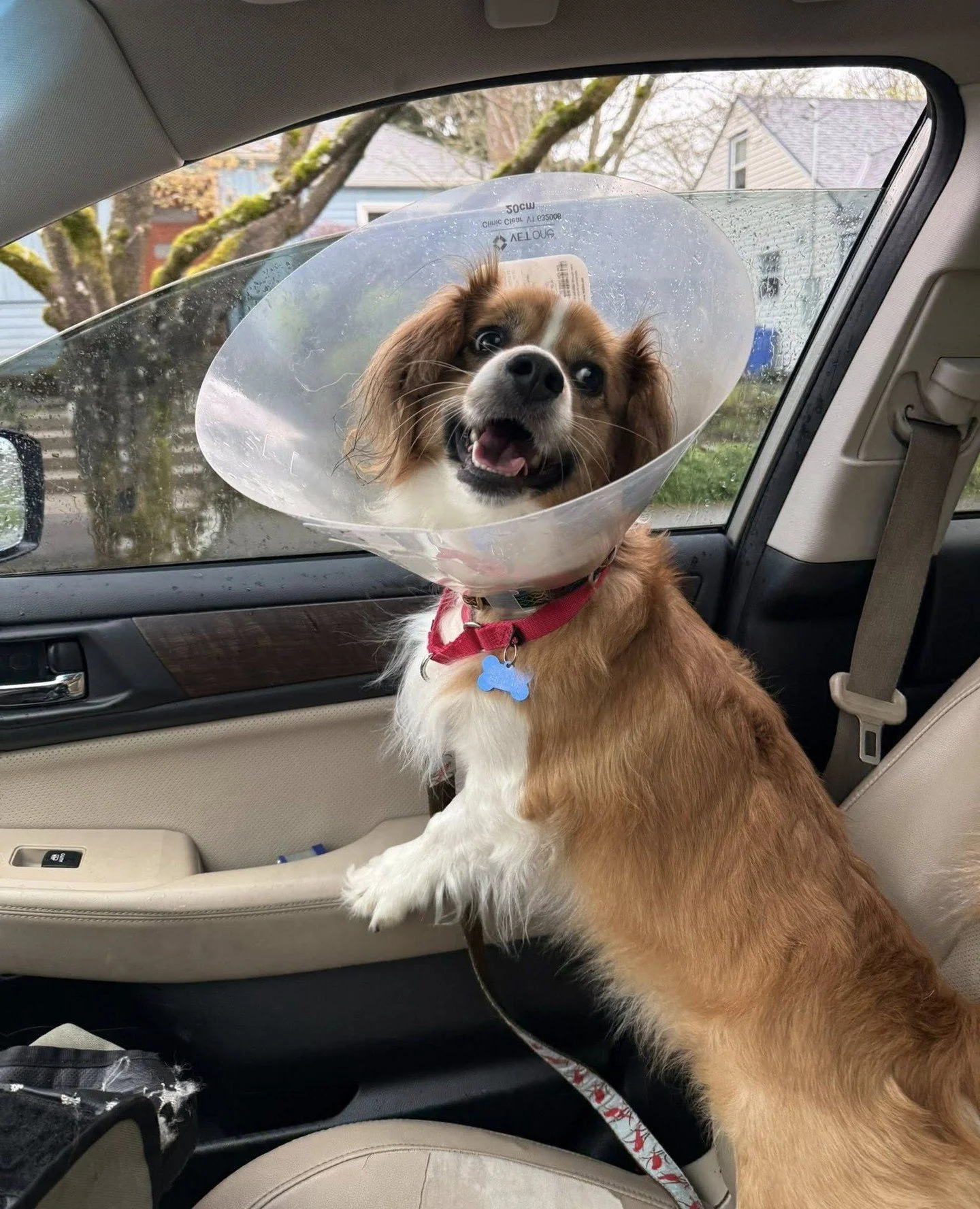 Meet Cortado, Latte and Lungo, three specialty pours from @otatwtx now being served up in Portland.⁠
⁠
Named for your favorite coffee order and already working on being the favorite part of your day. These three house favorites pair well with couches