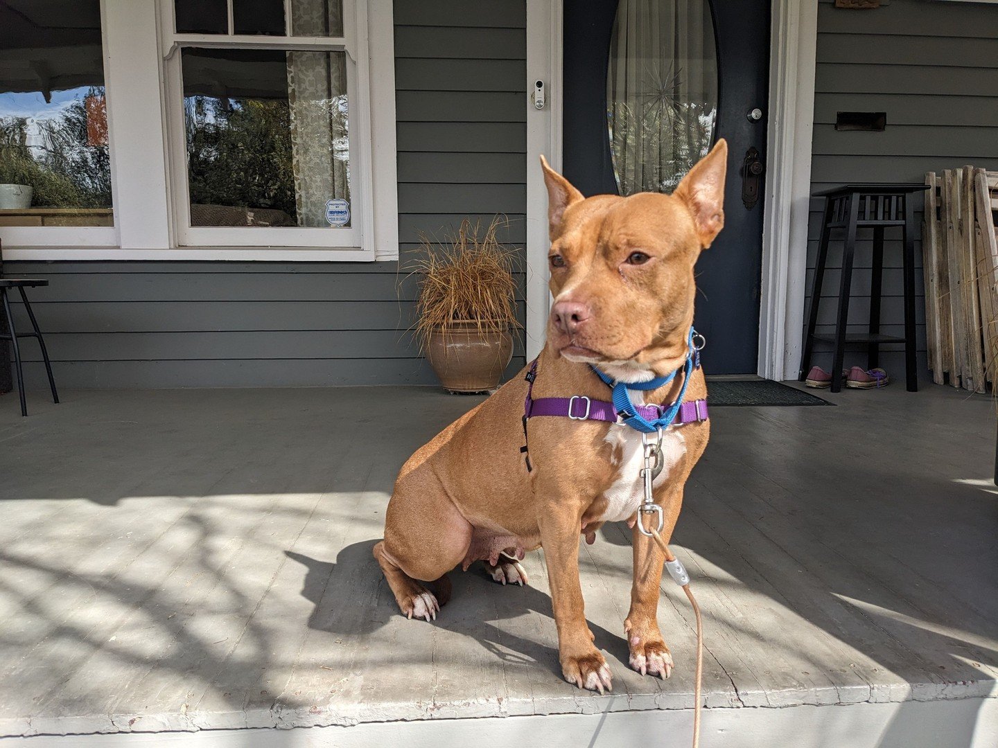 Hard to tell cause she's so stoic, Buffy is actually super stoked on the sunshine returning.⁠
⁠
You can find her out on the porch soaking up all the springtime rays while she awaits the special someone(s) her future holds.