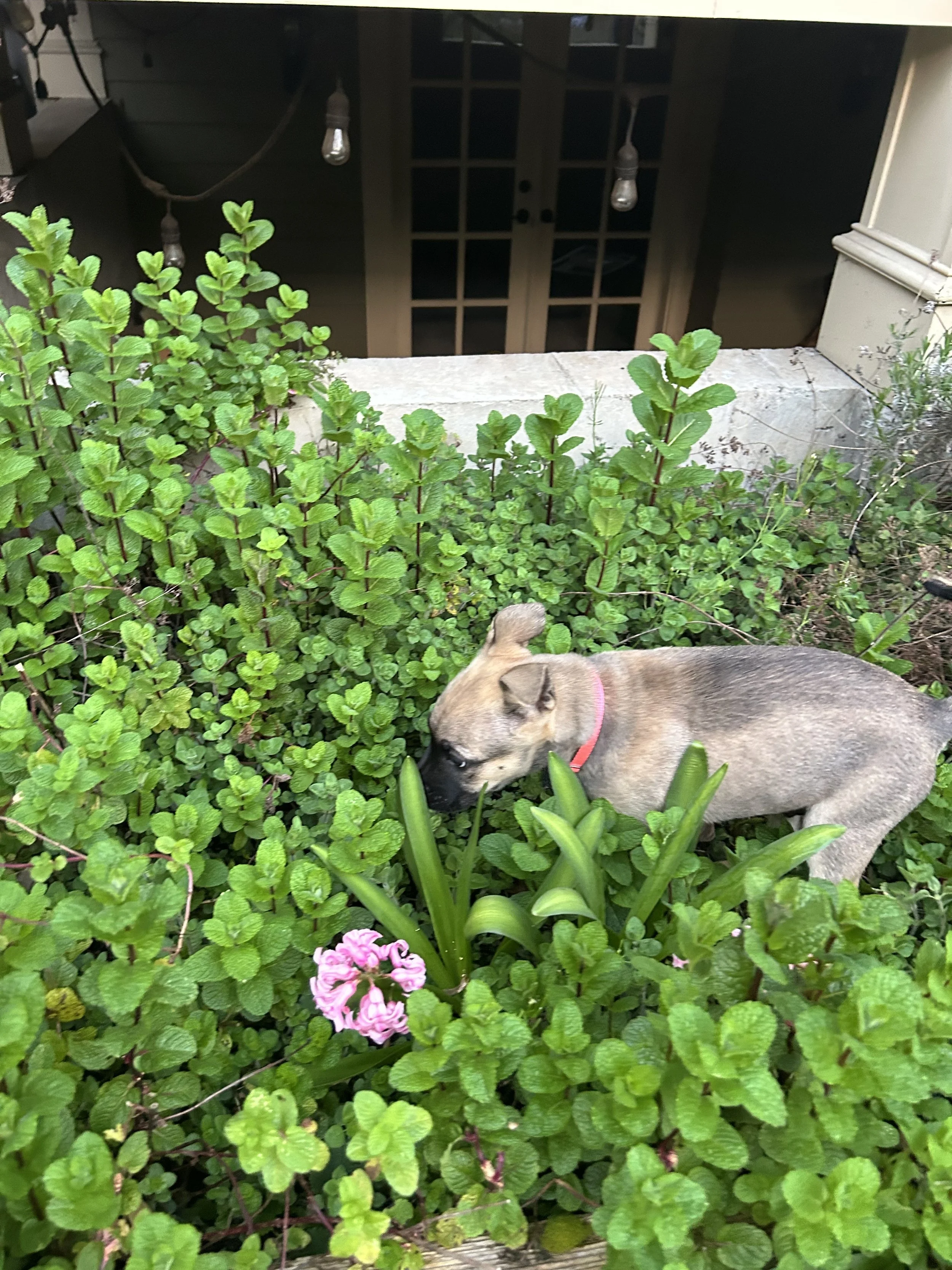 IMG_9707.jpeg