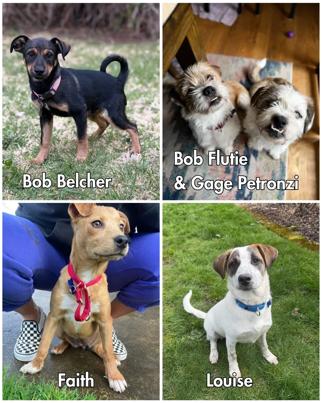 The Easter Bunny has left some treats in your basket - this weekend's All Tails roster is here! ⁠
⁠
We've got several puppies attending this one and then some great adult dogs, too!⁠
⁠
*Please note: Mort, Bob Flutie &amp; Gage Petronzi are TBD attend