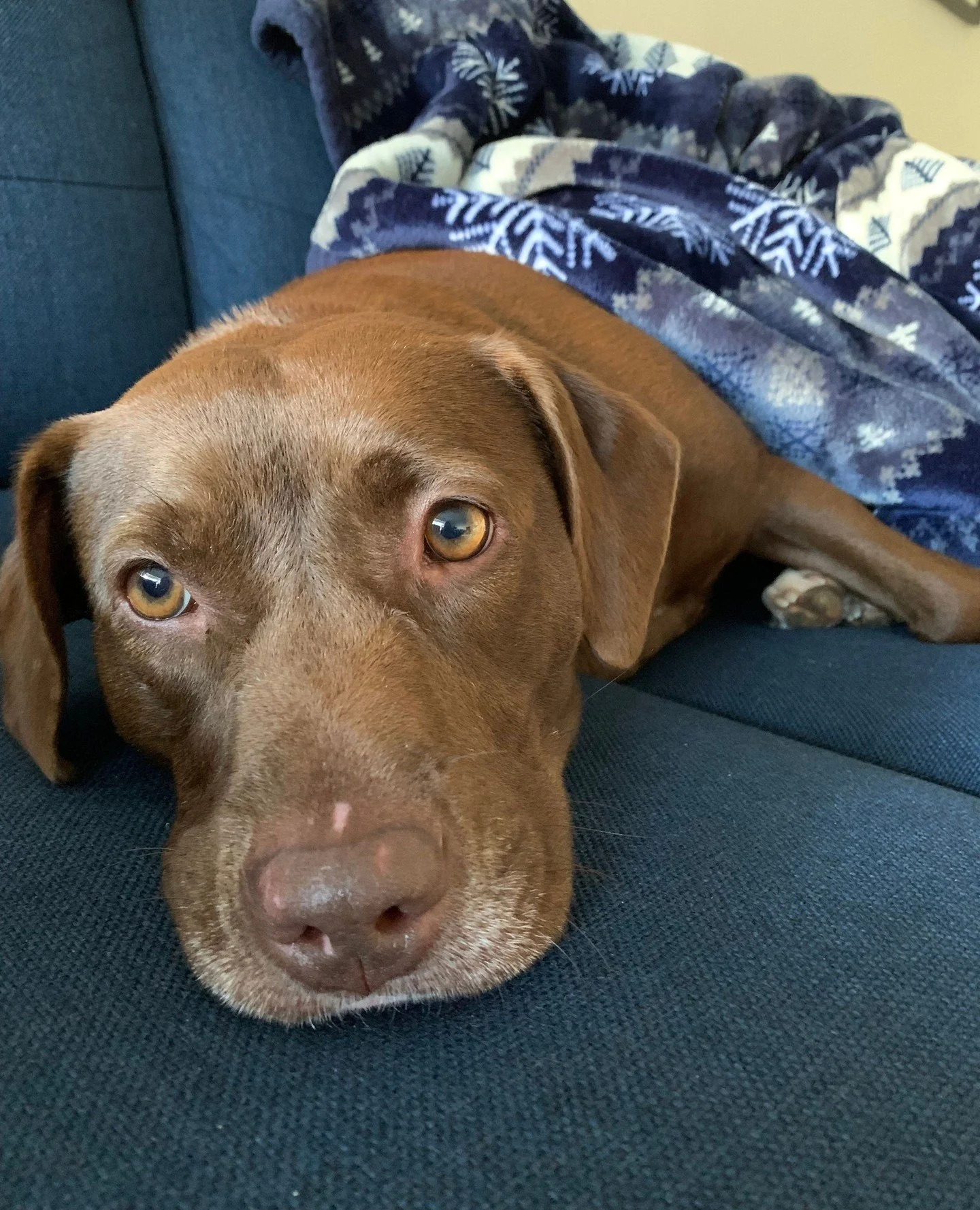 A Gayle update coming to you live from the couch, where she has been spending time connecting with her feelings.⁠
⁠
She&rsquo;s been doing great with potty training, picked out her own go-to spot, and has been hitting it consistently. According to he