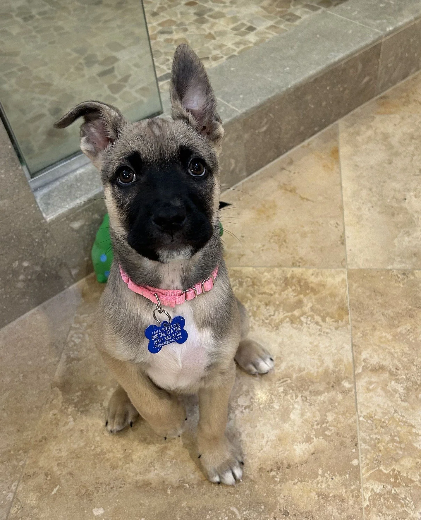 Introducing Breve and Cold Brew!⁠
⁠
These two run on a highly advanced puppy system of play hard, rest harder. Plus already sleeping through the night and doing very well with potty training. They love people, each other, and being part of whatever i