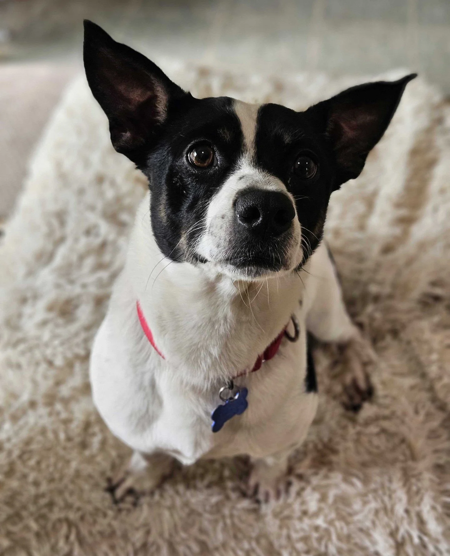 Warren Mears presents a live demonstration of his ear signal strength.⁠
⁠
Beginning at full reception, moving into a brief buffering phase, and finally, no signal. Results may vary depending on treat availability.⁠

Currently accepting applications f