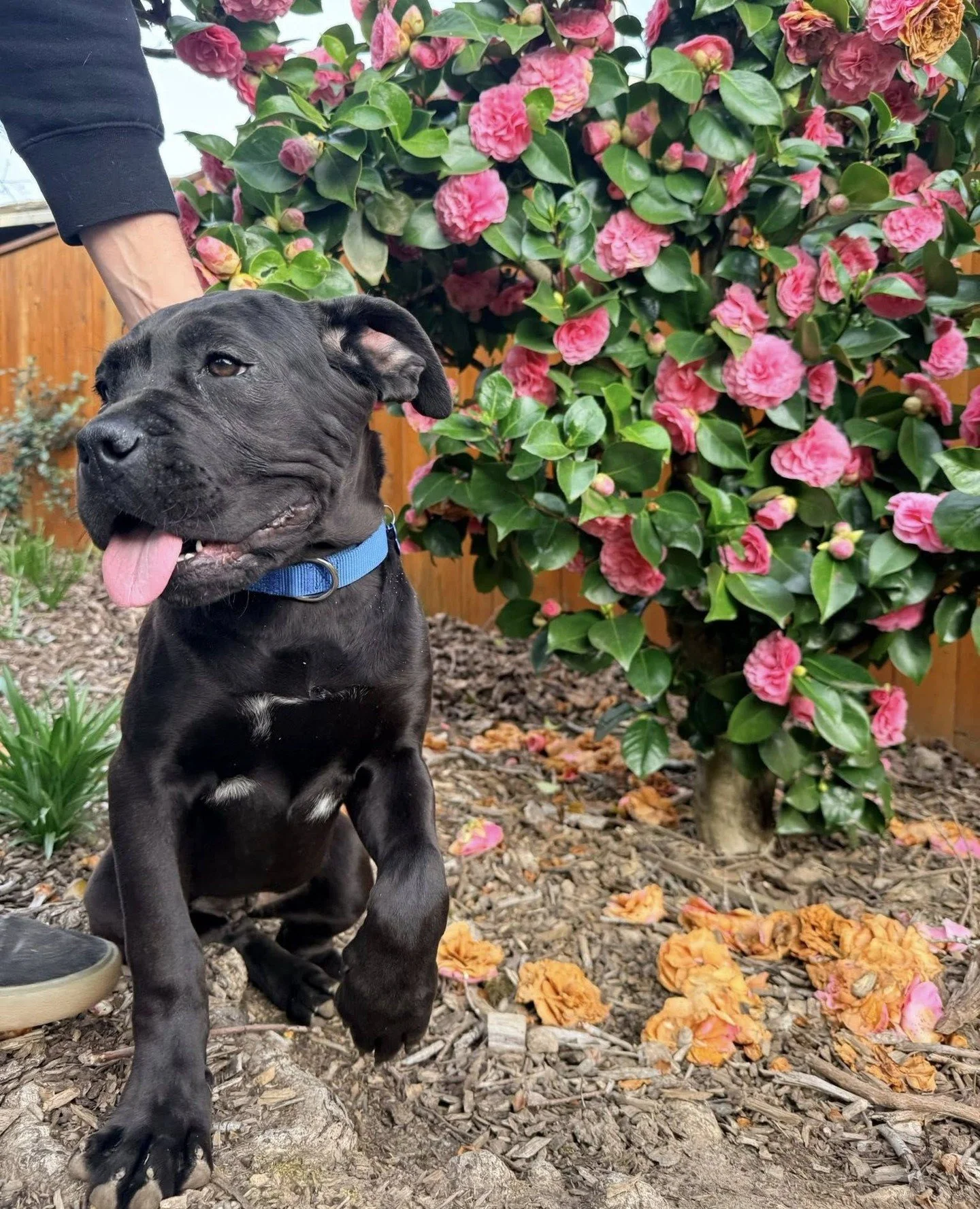 Just four foster dogs enjoying the sunshine.⁠
⁠
Or, more accurately, four solar-powered cuties getting one full charge in before we return to our regularly scheduled spring rain programming.