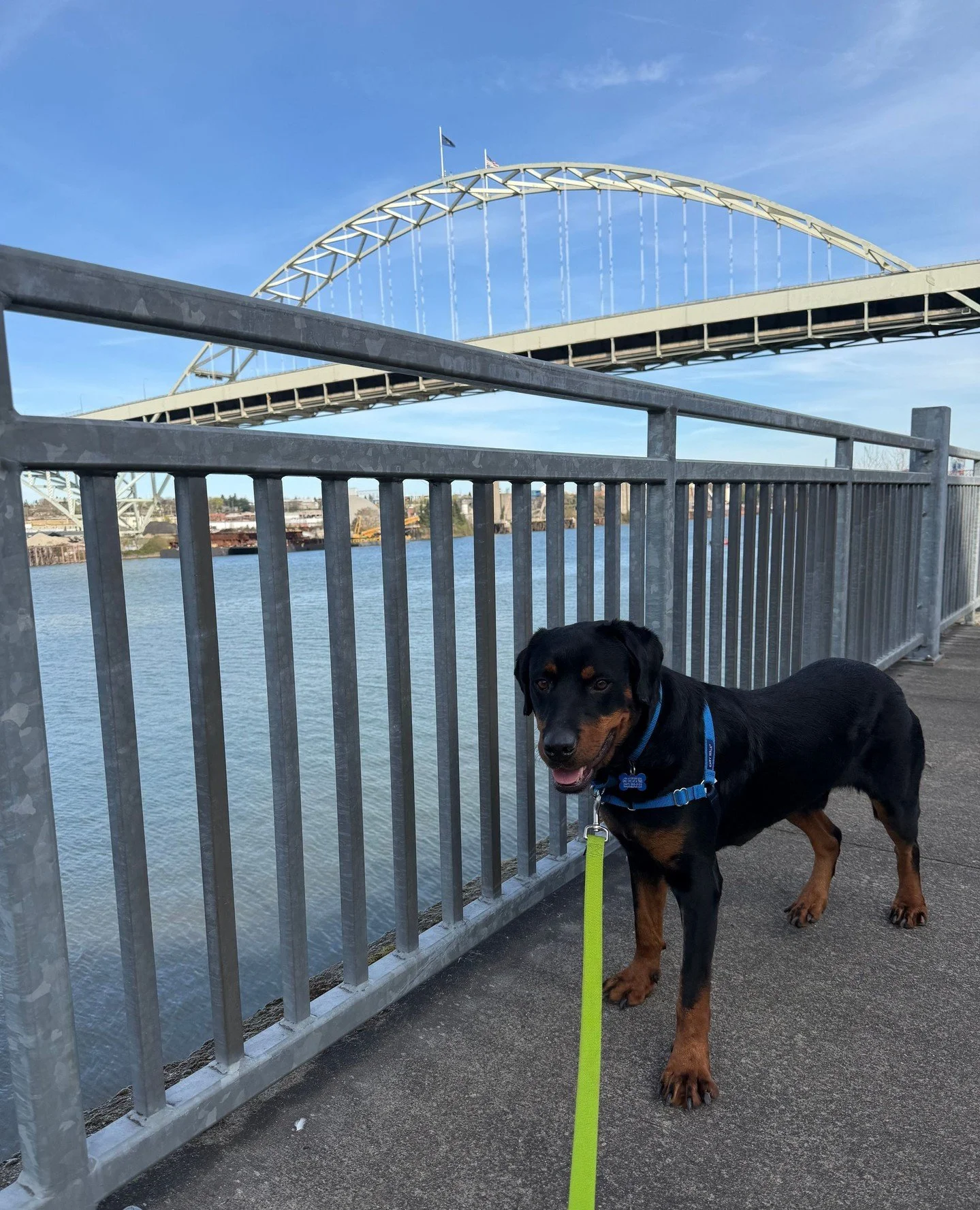 Meet Ristretto! One of our bold pours from @otatwtx who landed in Portland at the beginning of April with the rest of our Coffee Crew.⁠
⁠
Since he's technically not a puppy (though they all are, let&rsquo;s be real), he&rsquo;s got that smooth, slow-