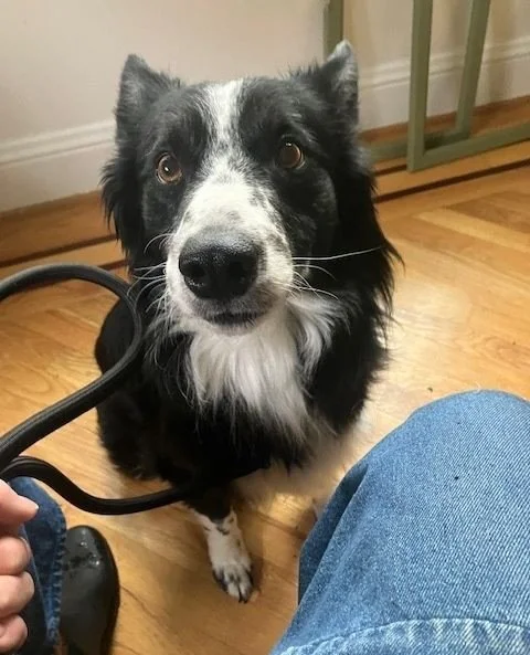 This is Americano - another boopable nose from our @otatwtx coffee cuties.⁠
⁠
He&rsquo;s currently living with cats and doing great, has been working on potty training, and sleeps well in his crate at night. On top of that, Americano is just a boy st