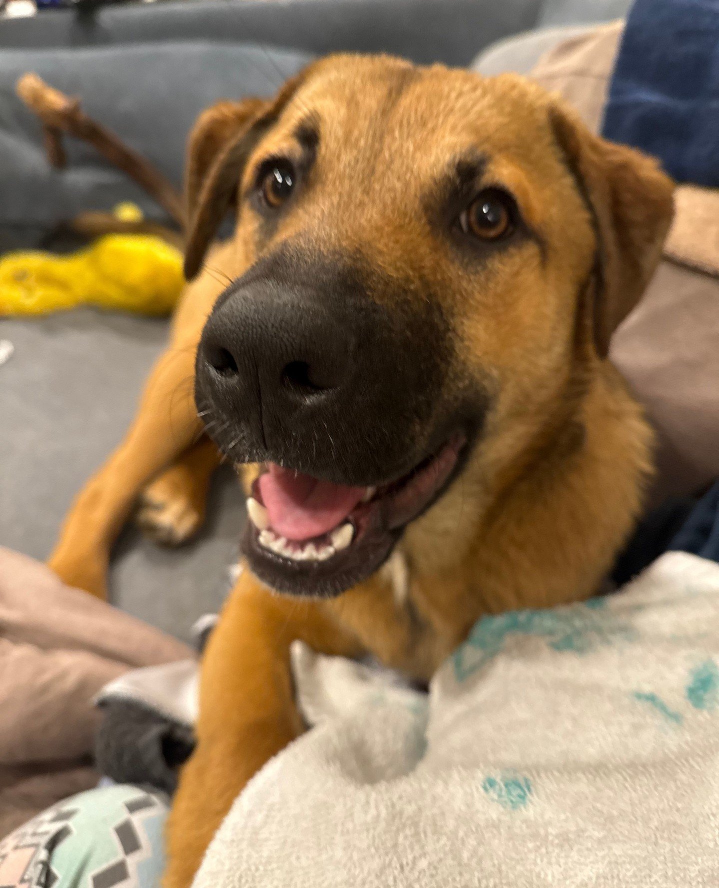 🎵 The boys are back in town, the boys are back in towwnnnn. 🎵⁠
⁠
Townsend, Mort, and Pear Tree are back with us and settling into foster like pros. They&rsquo;ve done this before, so they know the drill: continue to be very good bois.⁠
⁠
And heads 