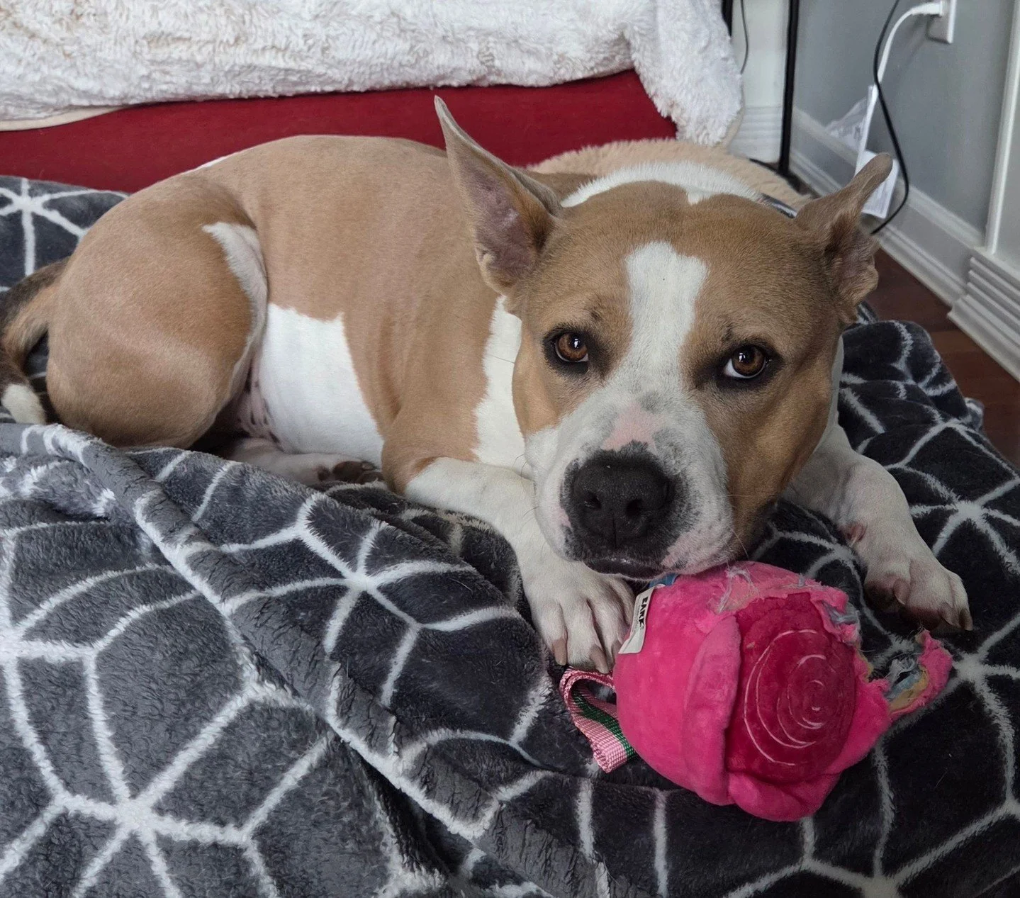 Lemonhead has a little rhyme for you: roses are red, violets are blue, I'm hanging out at the Adoption Center today and want to meet you!⁠
⁠
Stop by our Adoption Center today, Friday 4/10, to see our resident poet and tell her how talented she is. Th