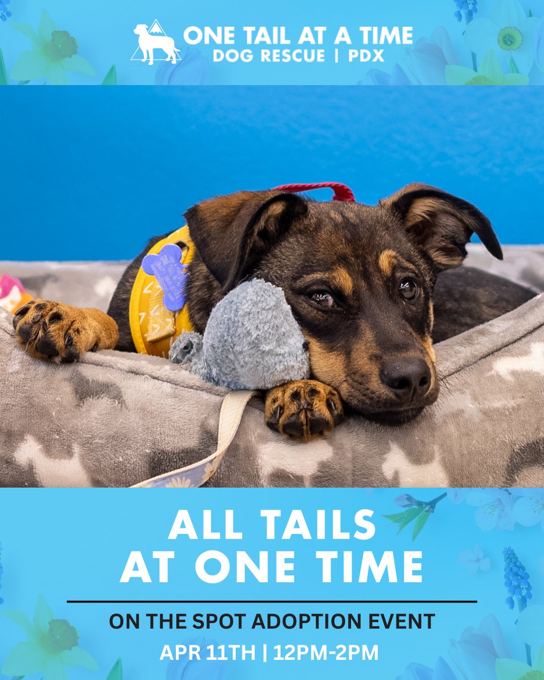 Like the wildflowers in the Gorge, our Saturday All Tails roster has made its much anticipated arrival! We&rsquo;ve got a mix of puppies and big puppies (aka adult dogs) all waiting to head off to the Good Life this weekend.
⁠
All Tails runs this Sat