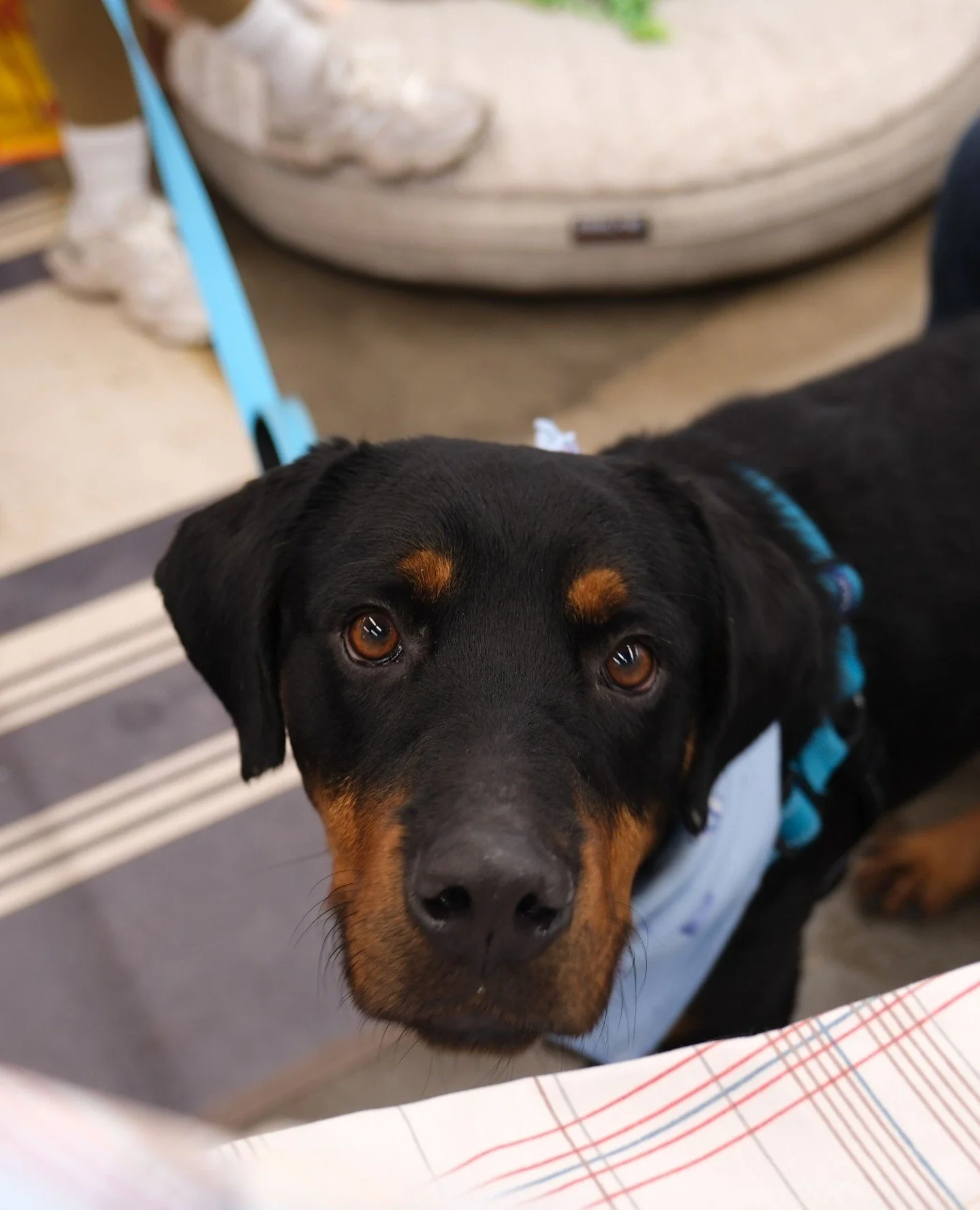 Earlier today we highlighted the two dogs who got adopted our most recent All Tails on-the-spot adoption event, and now we want to take a moment to cheer on and highlight the six dogs who are still waiting for their Happy Tails photo to be taken.⁠
⁠
