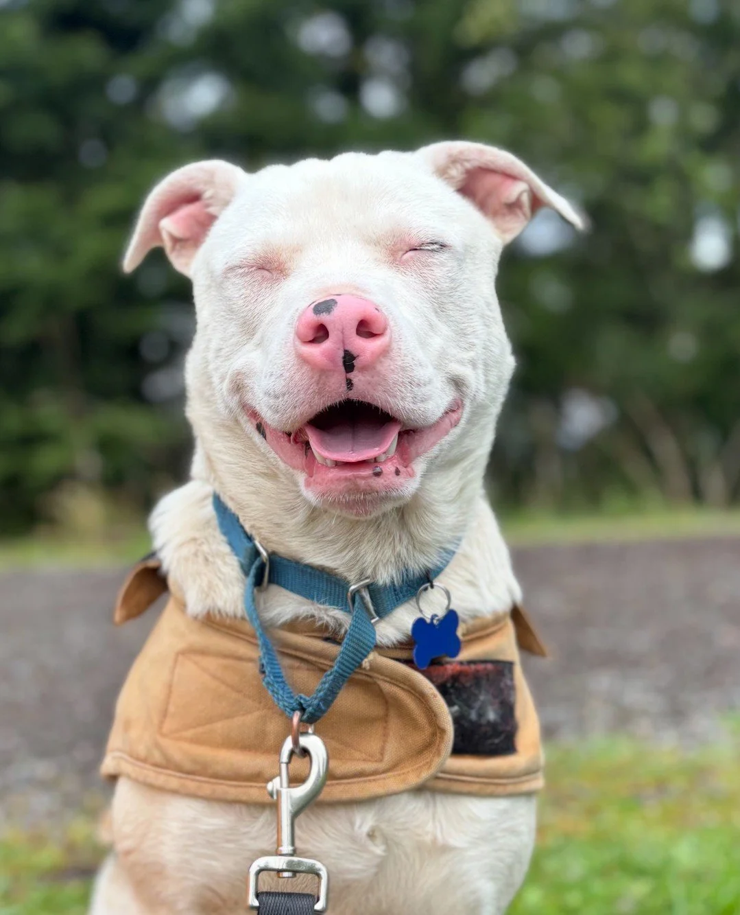 Sno-Caps has been smiling like he knows something we don&rsquo;t.⁠
⁠
And what he knows is that he is a sweet, gentle boy who is ready to be your dog's new best friend. But we already knew that, actually.⁠
⁠
Though we don&rsquo;t understand how he's s