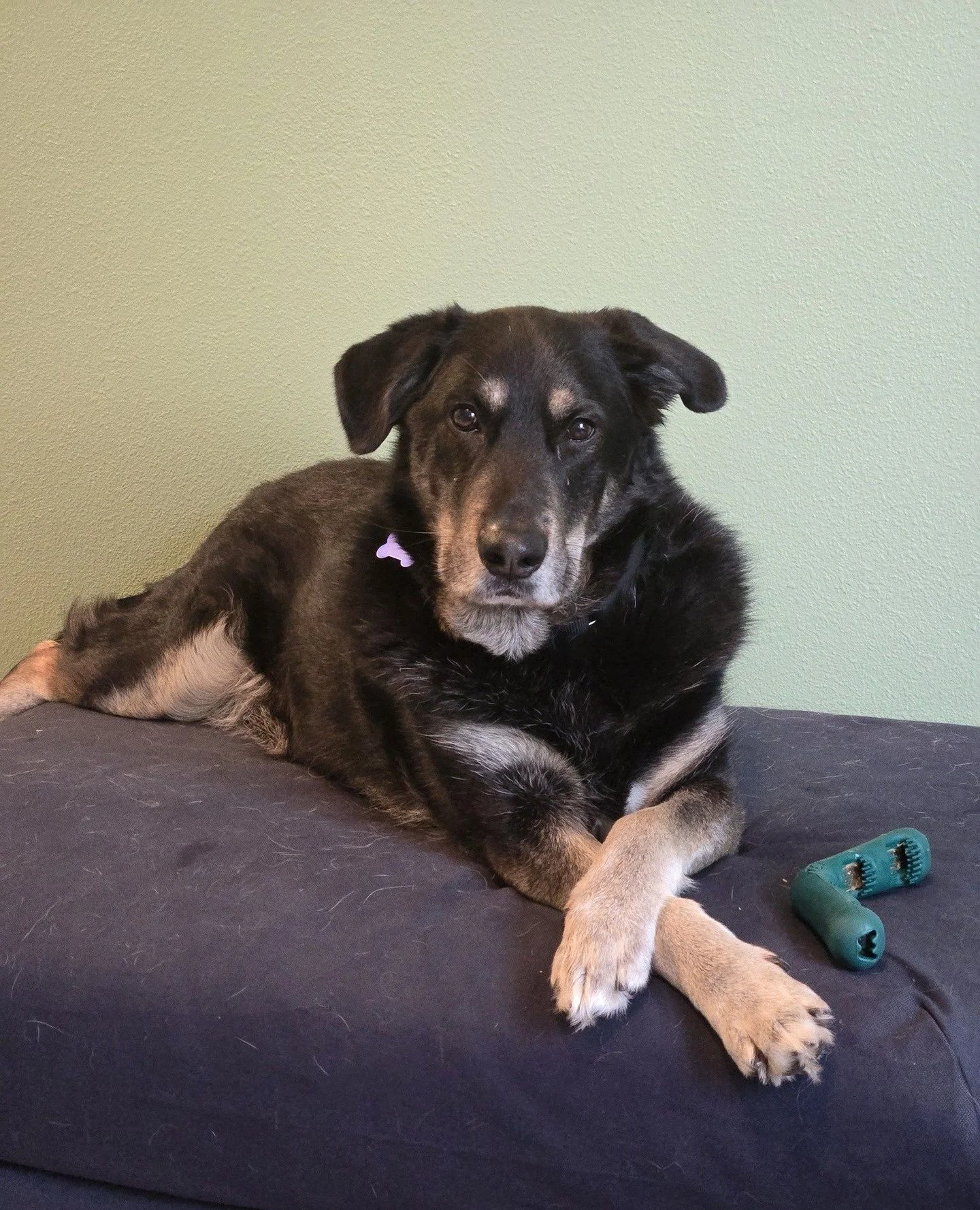 Karl heard New Dog Day is happening tomorrow and has filled the position of our couch-based support staff. And this photo is his official headshot.⁠
⁠
He'll be cheering them on from the couch. Plus he's also available for adoption should anyone want 