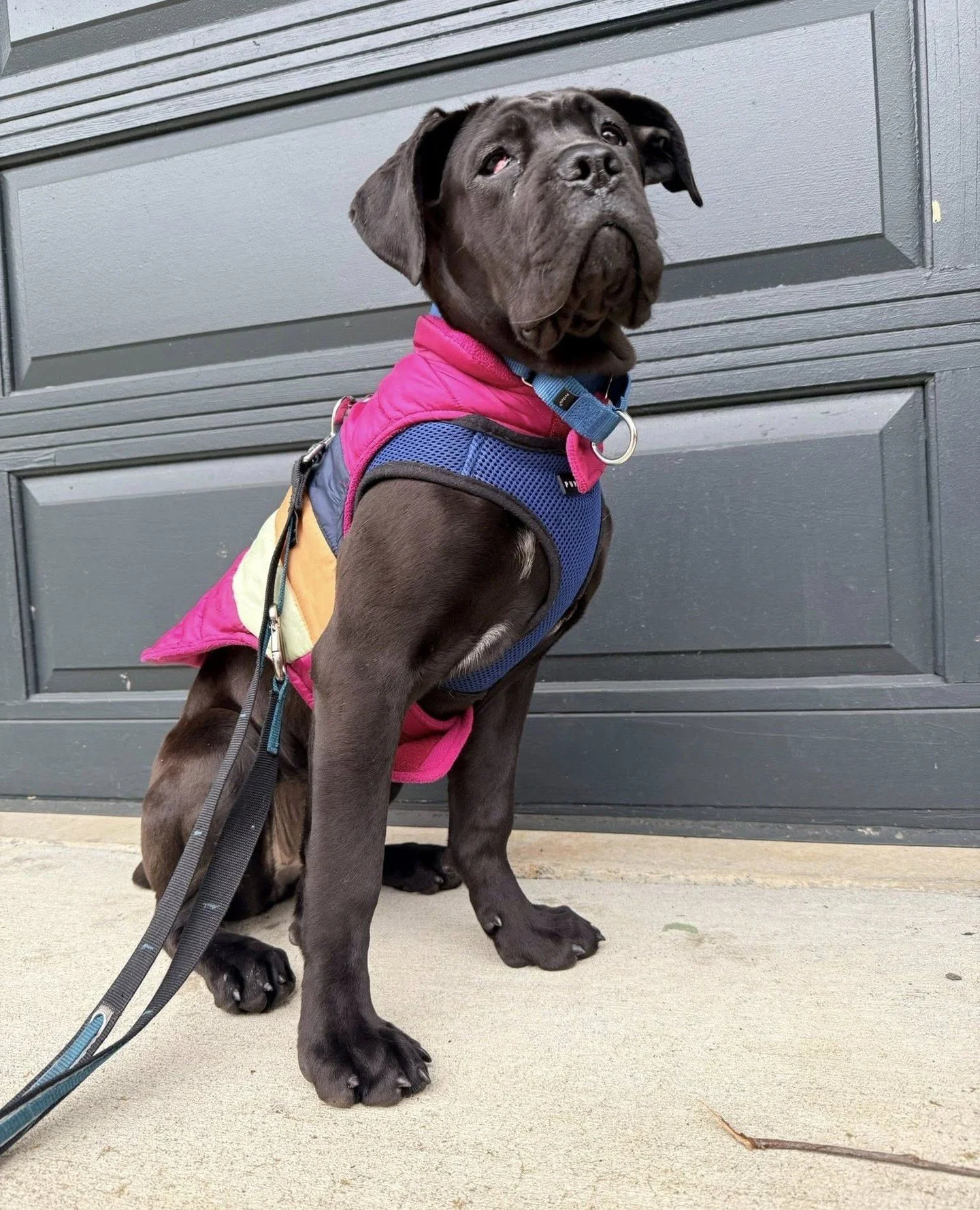 On Wednesdays, Moolisa wears (mostly) pink.⁠
⁠
You can definitely sit with her at lunch. In fact, you can sit with her anytime because she's adoptable.