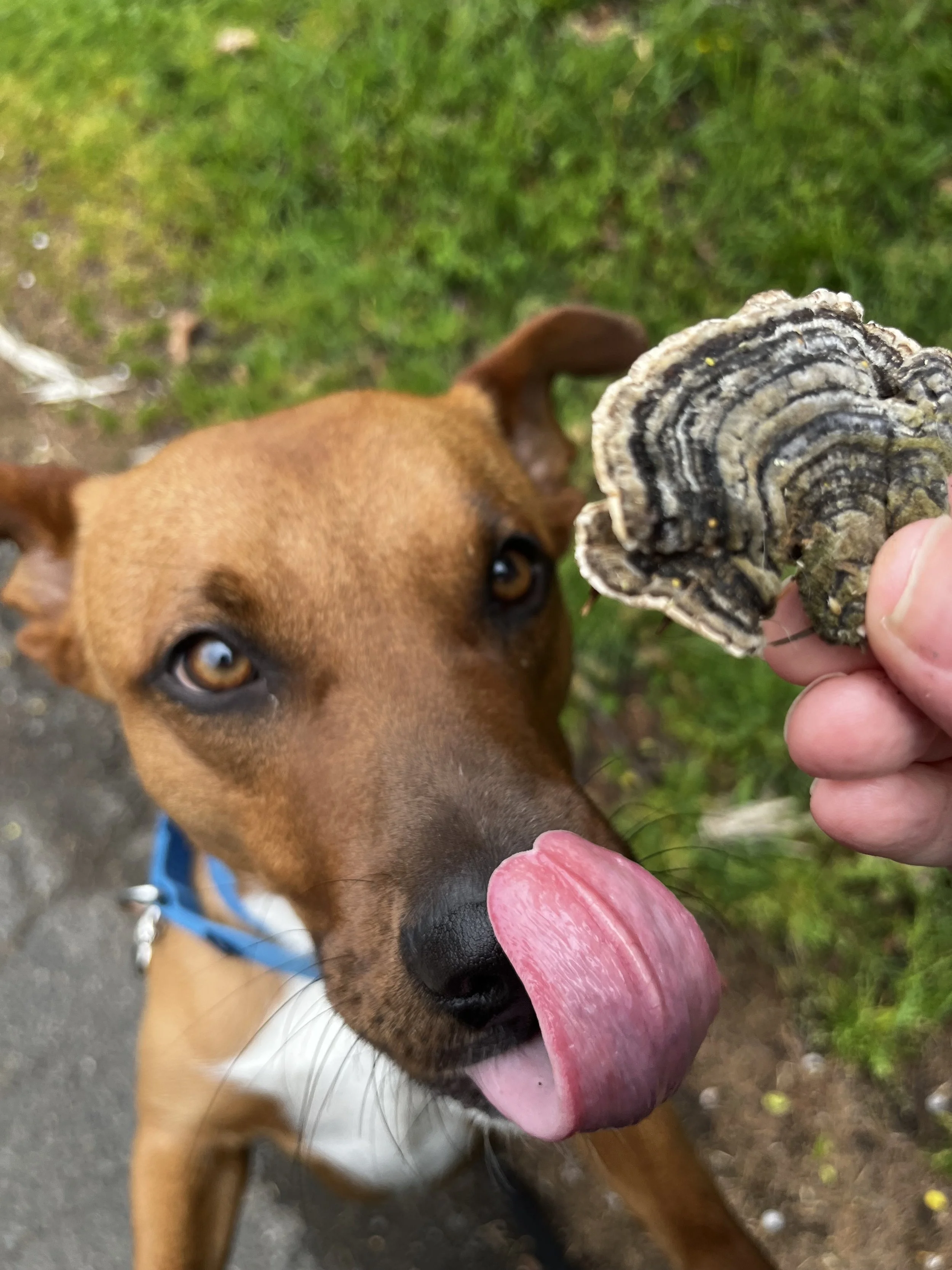 Lattetongue.jpeg