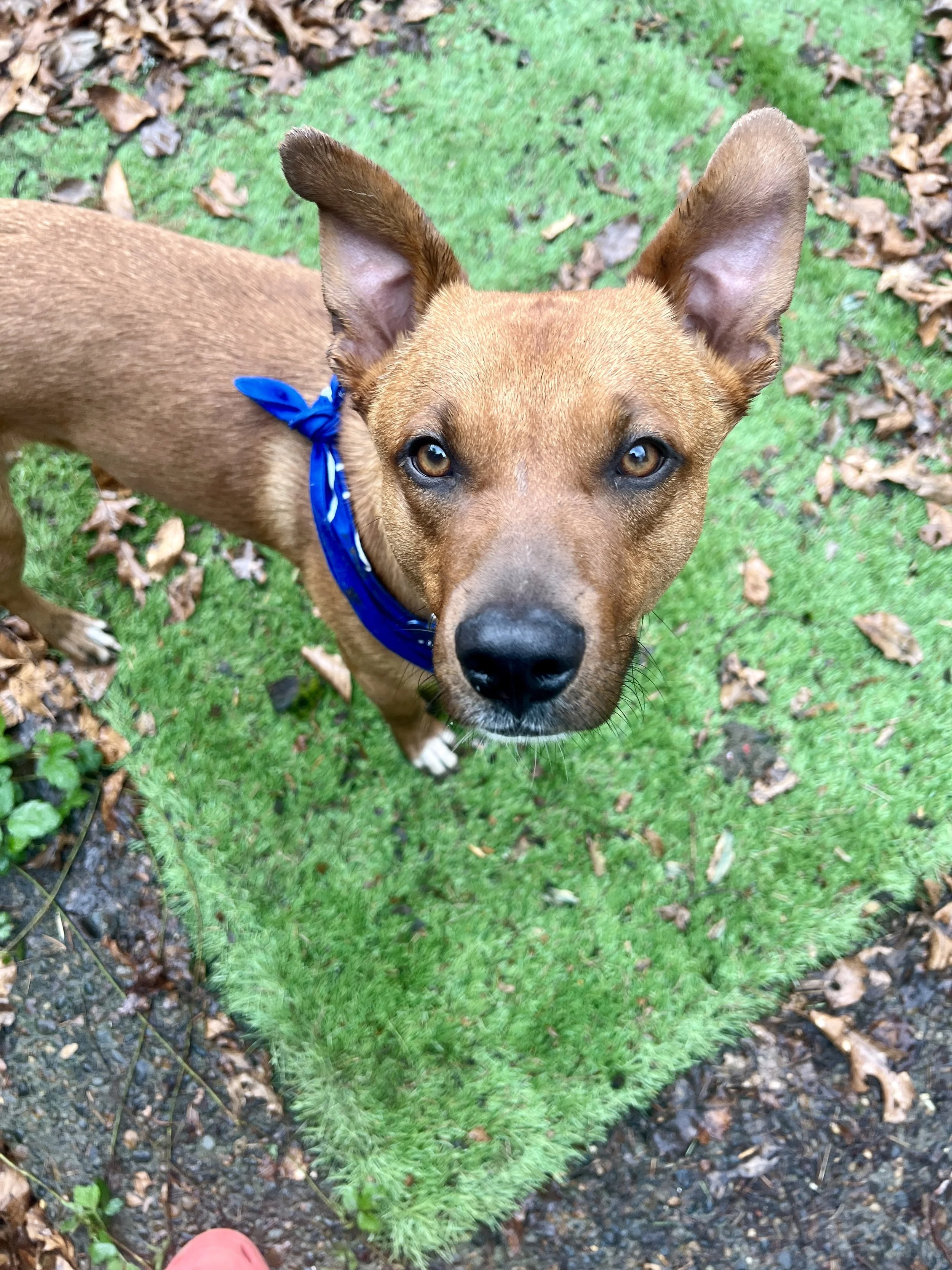 Latte - I’ll be at the AC for meet &amp; greets on 4/18!