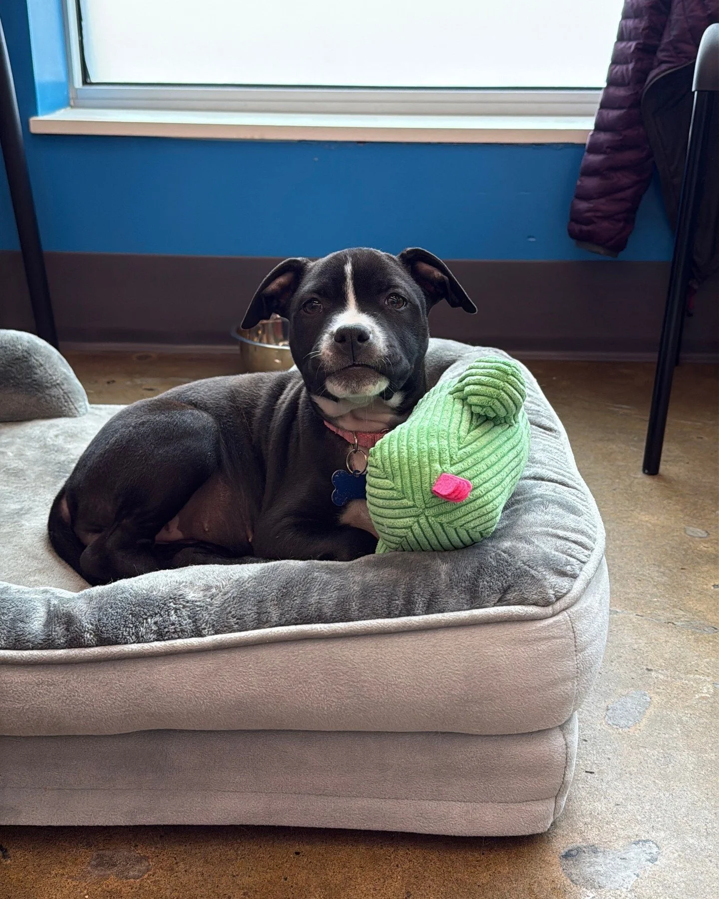 We&rsquo;ve got three very good reasons to stop by the Adoption Center this Thursday and Friday!

Ristretto and Cold Brew will both be here tomorrow (Thursday, 4/16). With Ristretto hanging out from 2:30-5:30PM and Cold Brew from 3:30/4ish-6:30PM or 