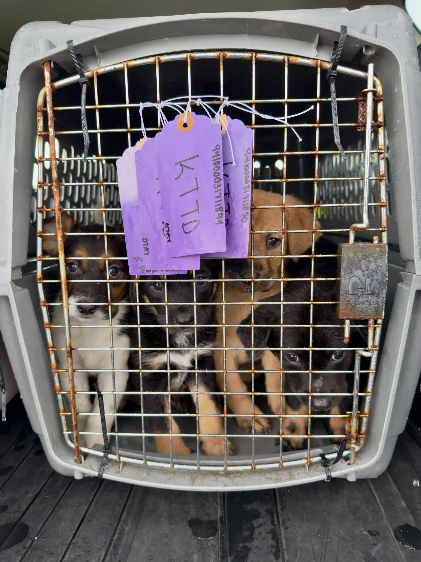 New Dog Day has entered the orbit and 30 dogs from West Texas via @otatwtx and @epanimalsvc landed in Portland this afternoon.. 

They arrived ahead of schedule, with volunteers welcoming them off a @dogismycopilotinc flight a day early due to shifti