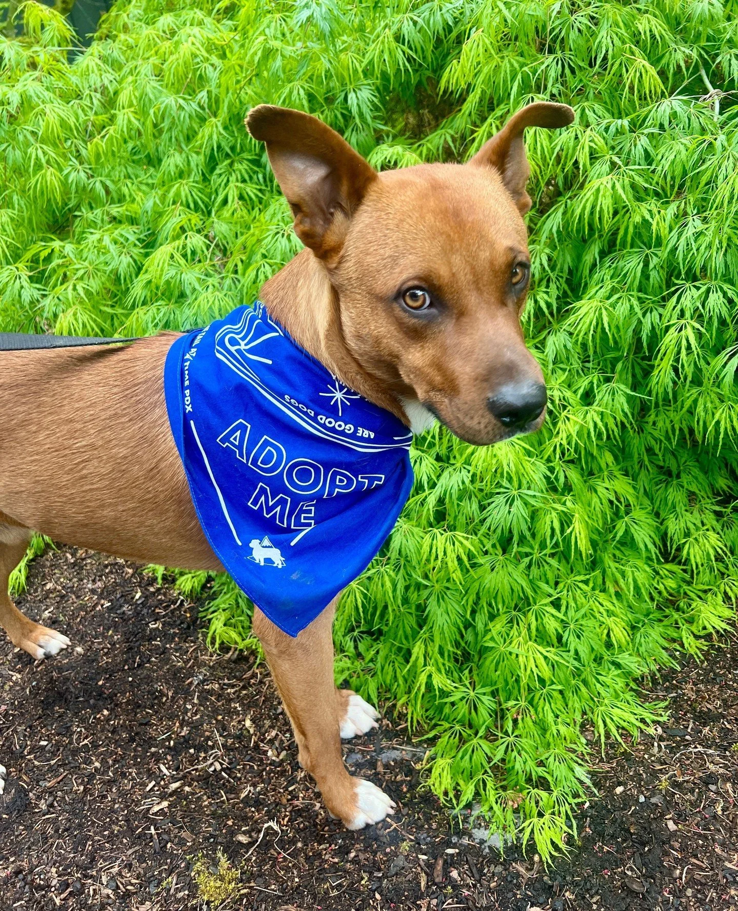 Latte has been adventuring outside lately, but on Saturday (4/18) he'll be exploring our Adoption Center from 10:15AM-2:30PM, or until adopted.⁠
⁠
He loves to run in the backyard, but he's making a special exception for us and trading outdoor time fo