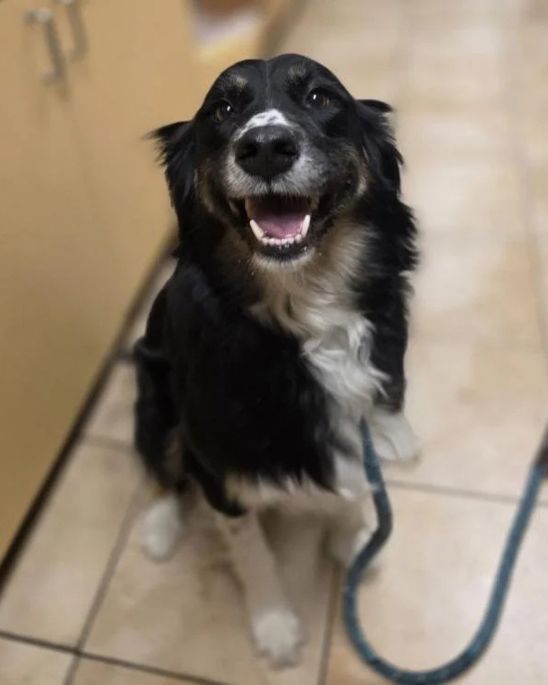 West Texas dogs aren't the only ones we've welcomed recently - this new smiley gal is Lyra from MCAS @multcopets⁠
⁠
While we're still getting to know her, we do know that she's been super people oriented and was a great car passenger for our voluntee