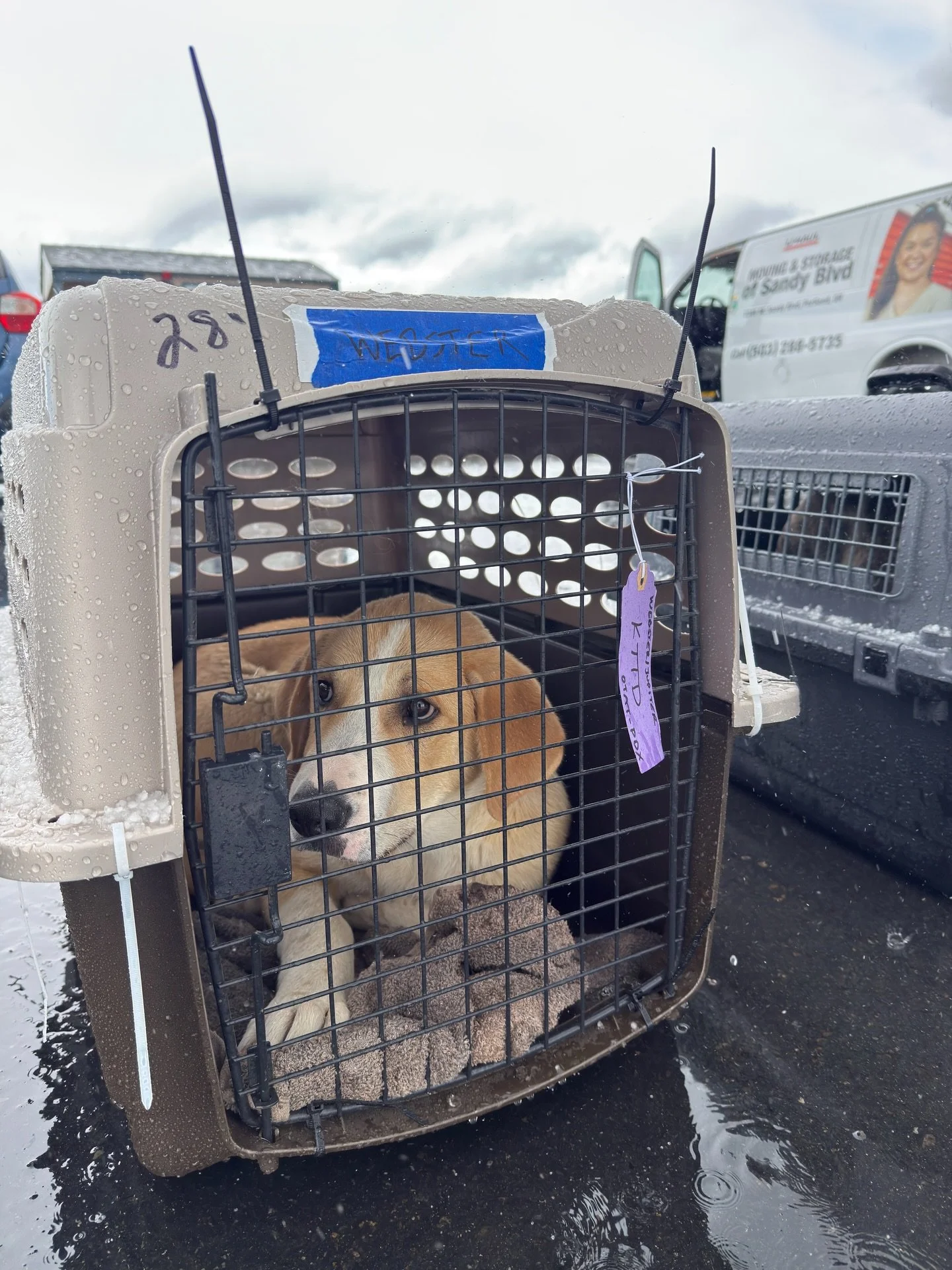 New Dog Day: during and after edition.

Jupiter, Yuri, Hubble, Lowell, Halley, Fritz, Herschel, and Kepler have all officially landed into our Good Life orbit and are quickly acclimating to their new gravity systems.

Within a day, each of them has c