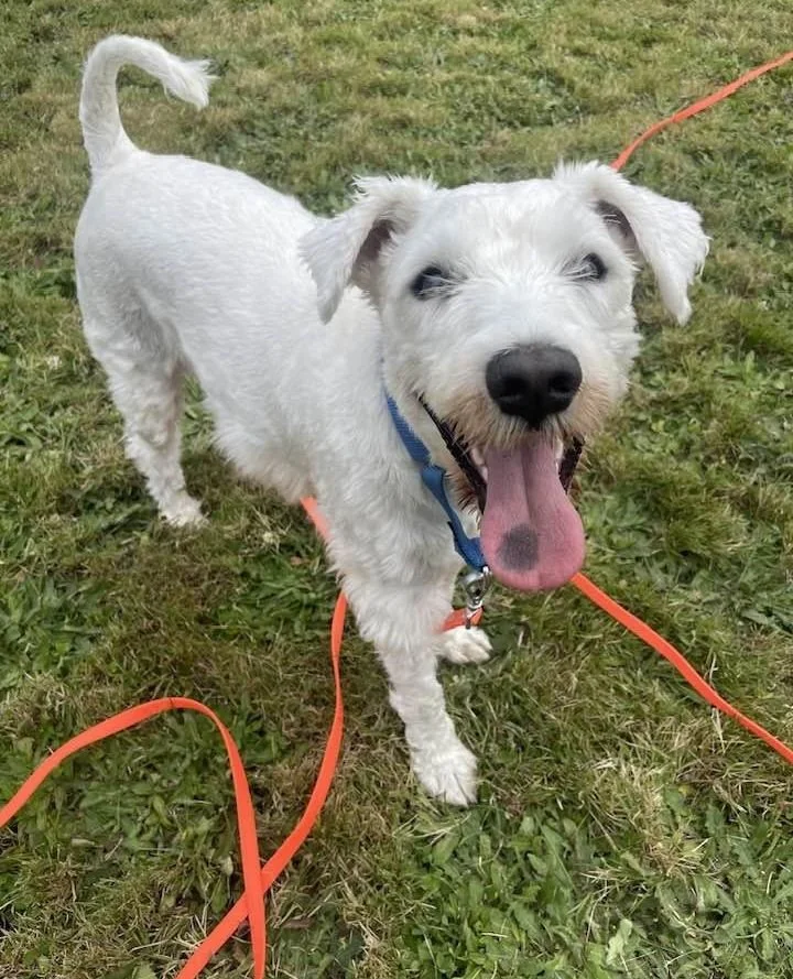 There&rsquo;s no denying that New Dog Day is always fun, but there&rsquo;s something special about a dog who has been with us for a while and is still patiently waiting for their turn.⁠
⁠
Sacramento, Holly, Nora, and Karl have all been in foster for 