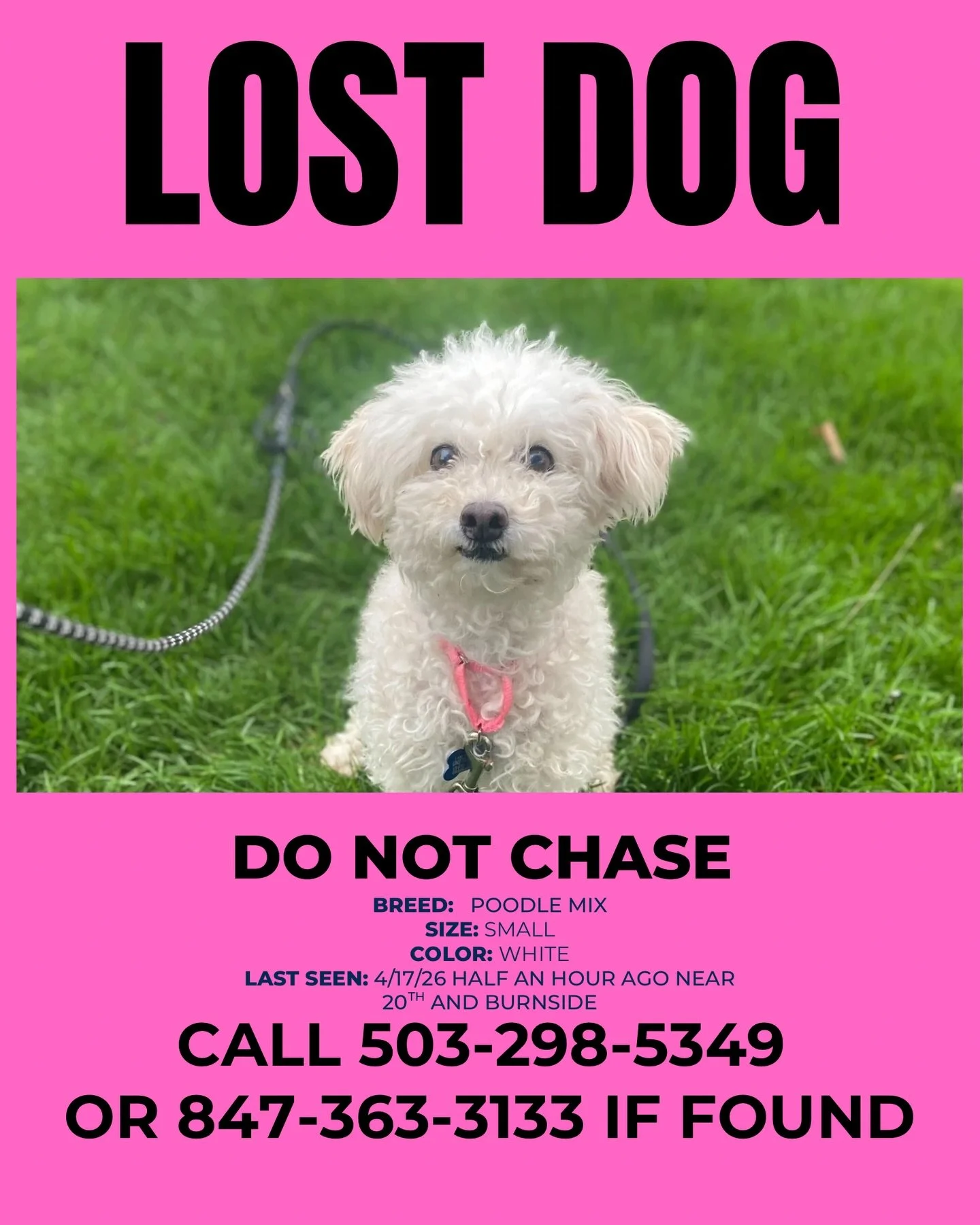 🚨MISSING DOG🚨DO NOT CHASE🚨CALL IF SEEN/FOUND🚨

Willow has gone missing in the Portland area. Please, please reshare and repost this flyer.

👀 She was last seen around 5:15PM near 20th and Burnside &mdash; on the east side.

Please help us find o