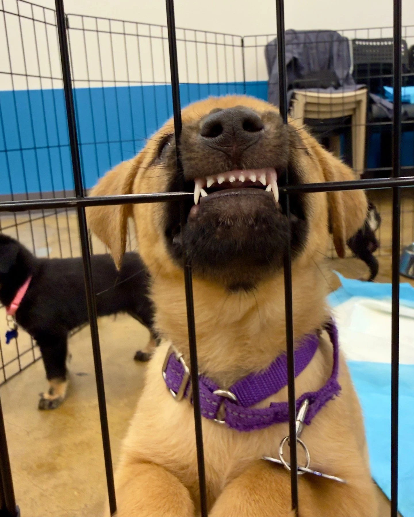 We have some VIP cuties on our Bone Ball 2026 guest list. And around here, VIP = Very Important Puppies.⁠ (tbd which specific puppies, but we can say the ones in this carousel are our options)⁠
⁠
These West Texas babies will be making a special appea