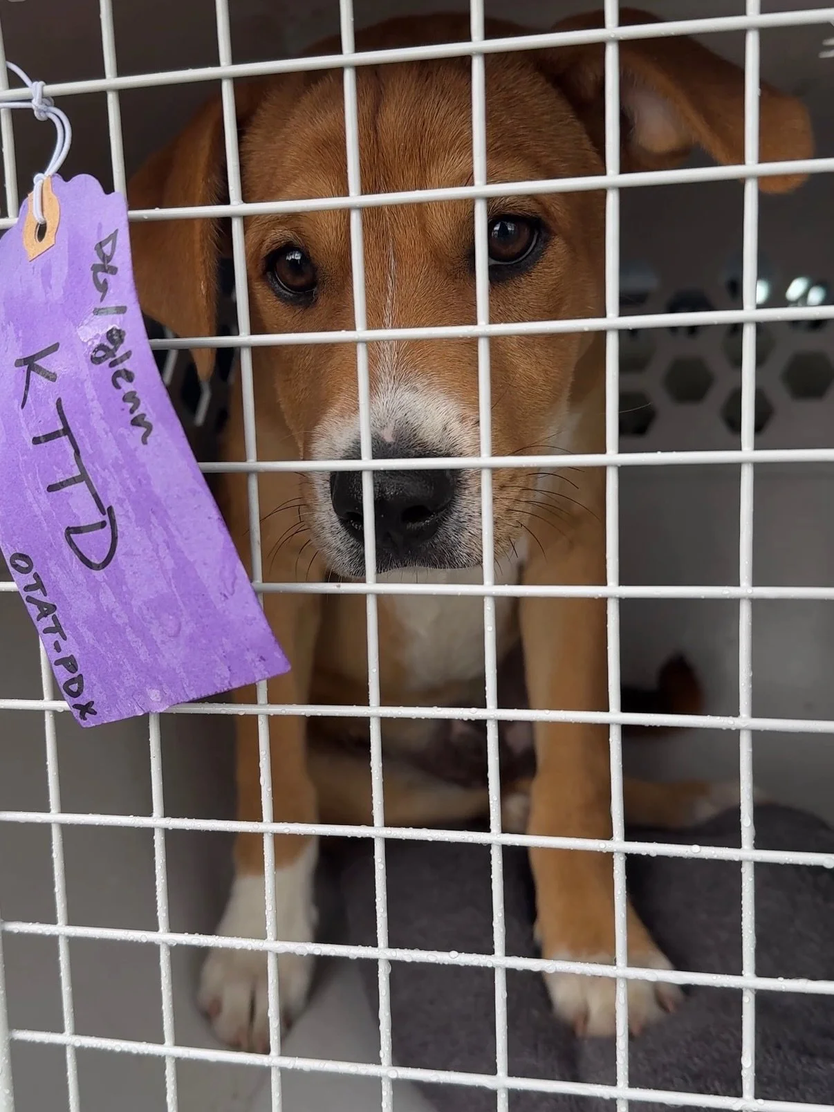 Glenn, Neil, Sally, Mae, and Henrietta touched down in Oregon and are already adjusting to Earth-side living at impressive speeds.

In what experts are calling a parallel mission to Artemis II, this crew has successfully completed re-entry procedures