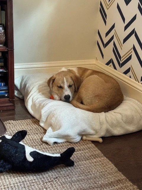 Jupitersleeps.jpeg