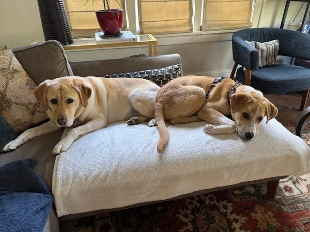 Jupiterandfostersibling.jpeg