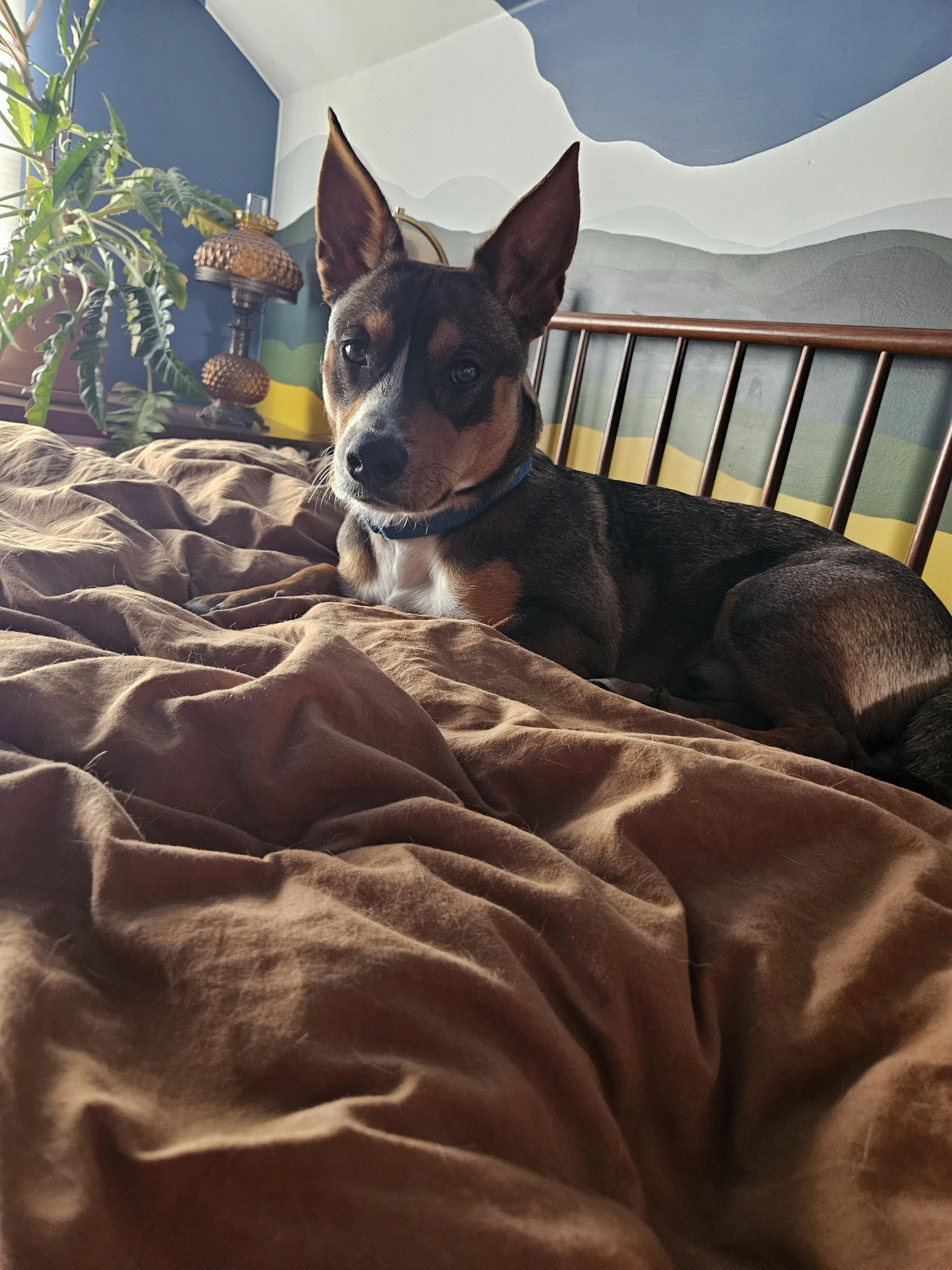 Keplerbed.jpeg