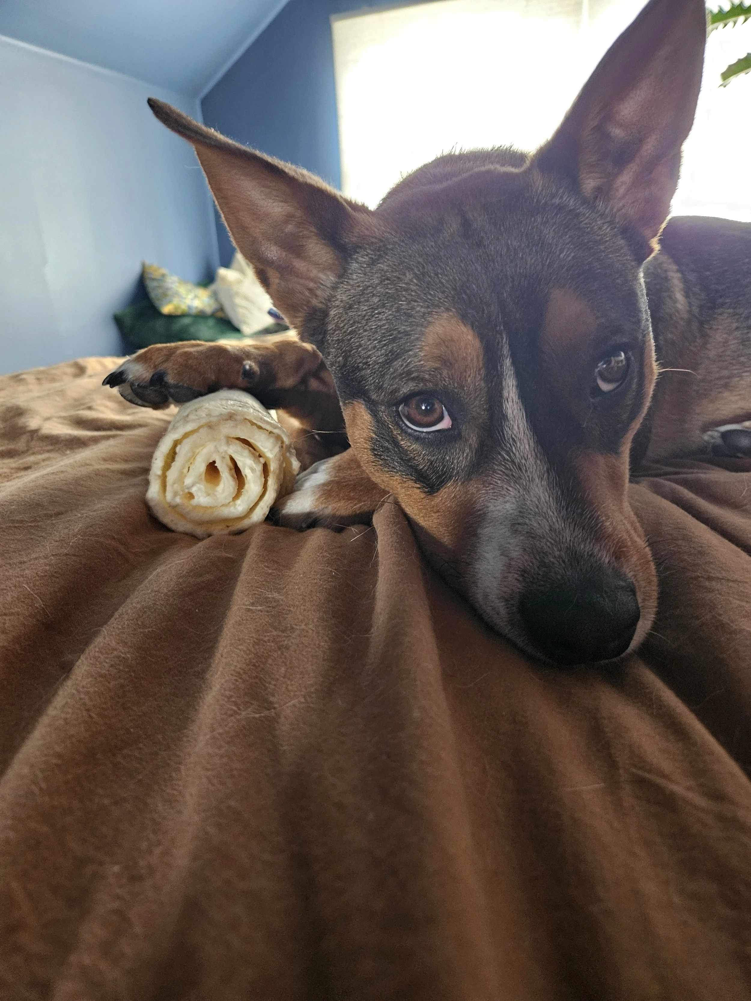 Keplerpuppyeyes.jpeg