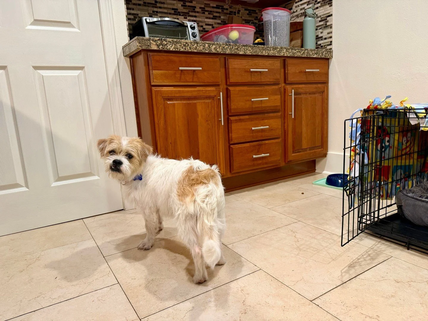 We&rsquo;ve got another cute underbite around these parts of town and his name is Galileo. This West Texas space cowboy @otatwtx arrived last week with the rest of the crew and wasted no time showing off how adorable his face is.