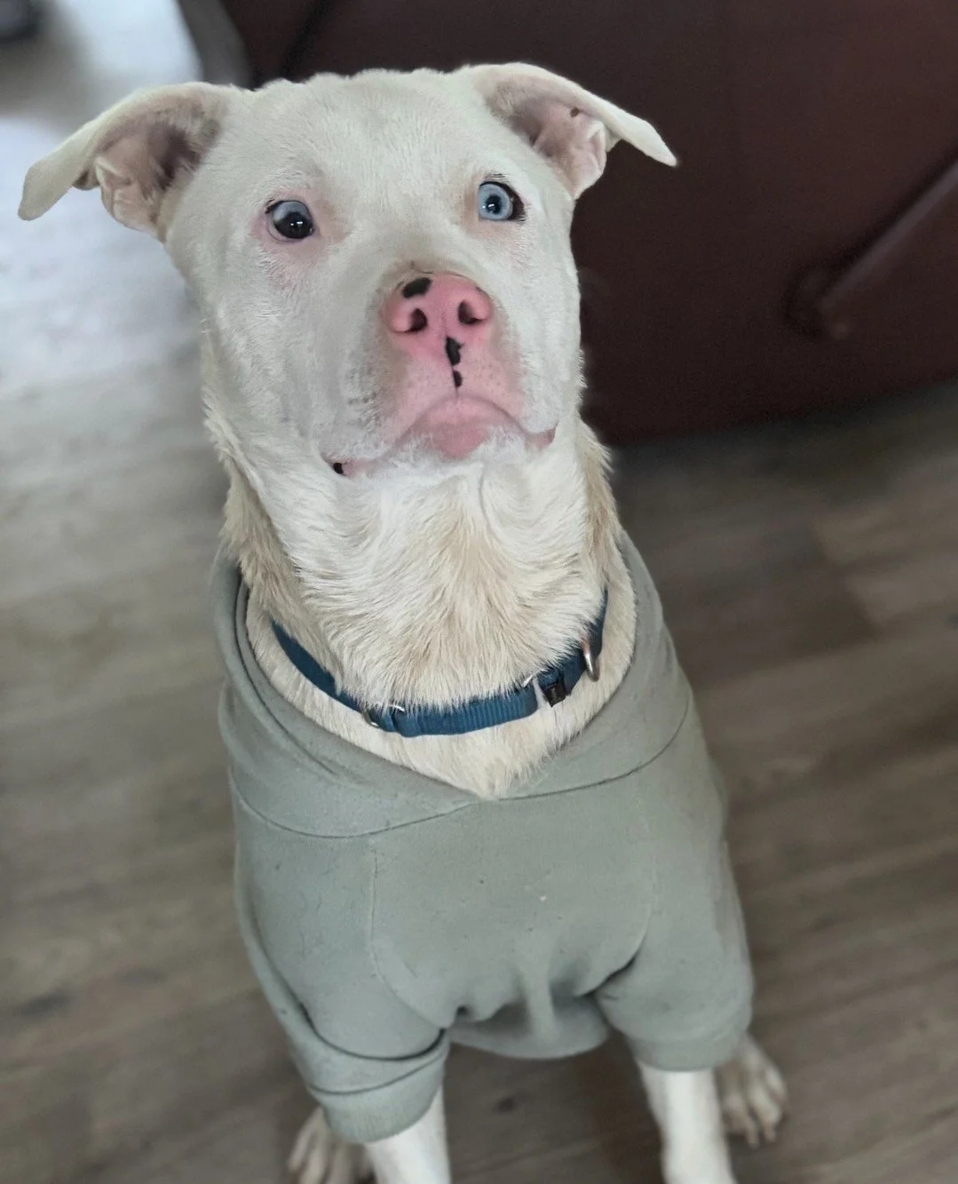 Consider this an official notice: some very nice dogs will be available for in-person appreciation this Thursday and Friday!⁠
⁠
On Thursday (4/23) Sno-Caps plus his foster dog bro from 3-6:30PM (or until adopted). And if Ristretto isn't adopted at hi