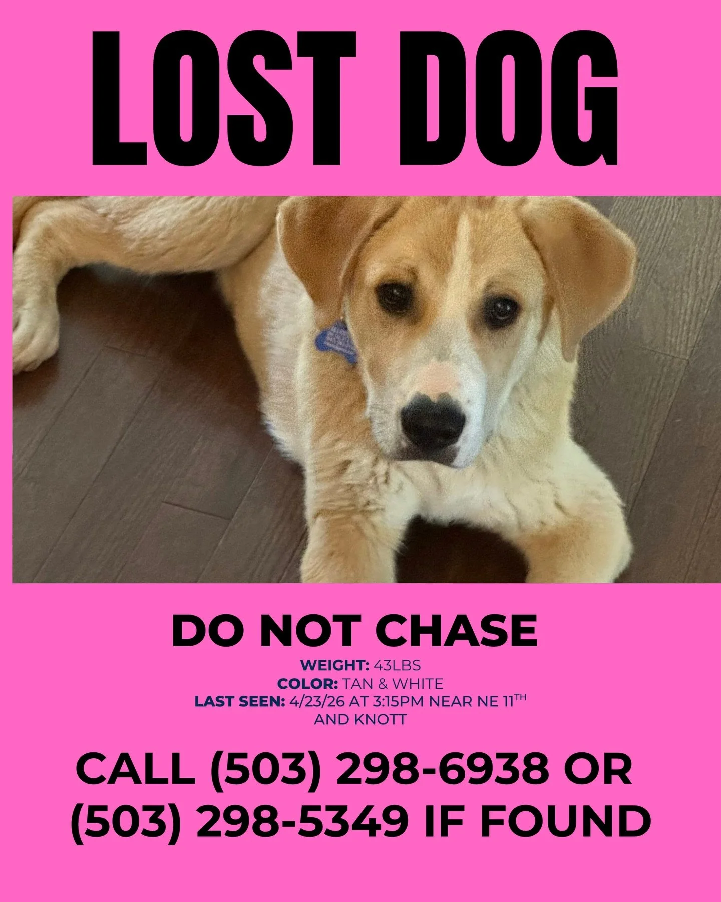 🚨 HELP! 🚨 LOST FOSTER DOG! 🚨

Our foster dog Jupiter is lost around Portland, Oregon!

He was last seen near 11th &amp; Knott - at 3:15PM. He does have his OTATPDX collar on.

Call the numbers on this post if you see him - do not chase. And thank 