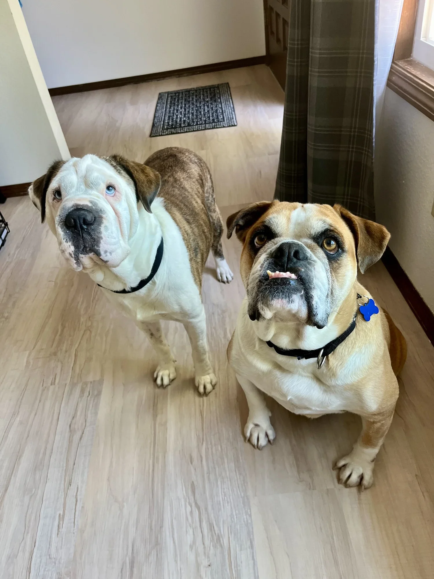 Lasagna and Manicotti