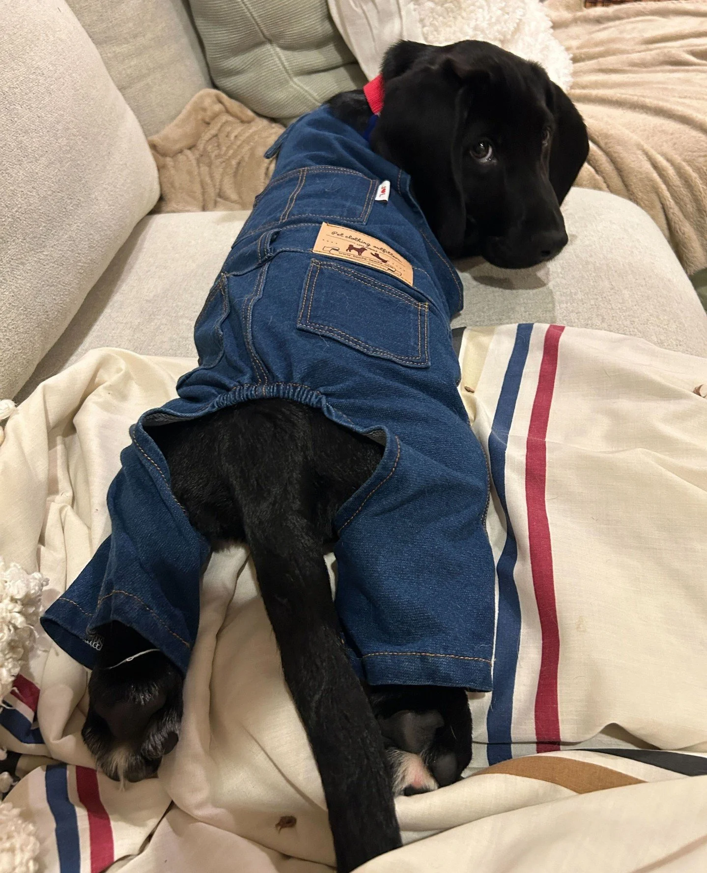 Newton heard we&rsquo;re talking about our Bone Ball 2026 Diggin&rsquo; It sponsors today. So he showed up in his finest working attire to say **thank you to Dr. Roberto Novo and Dr. Christopher Pachel of Animal Behavior Clinic for supporting our big