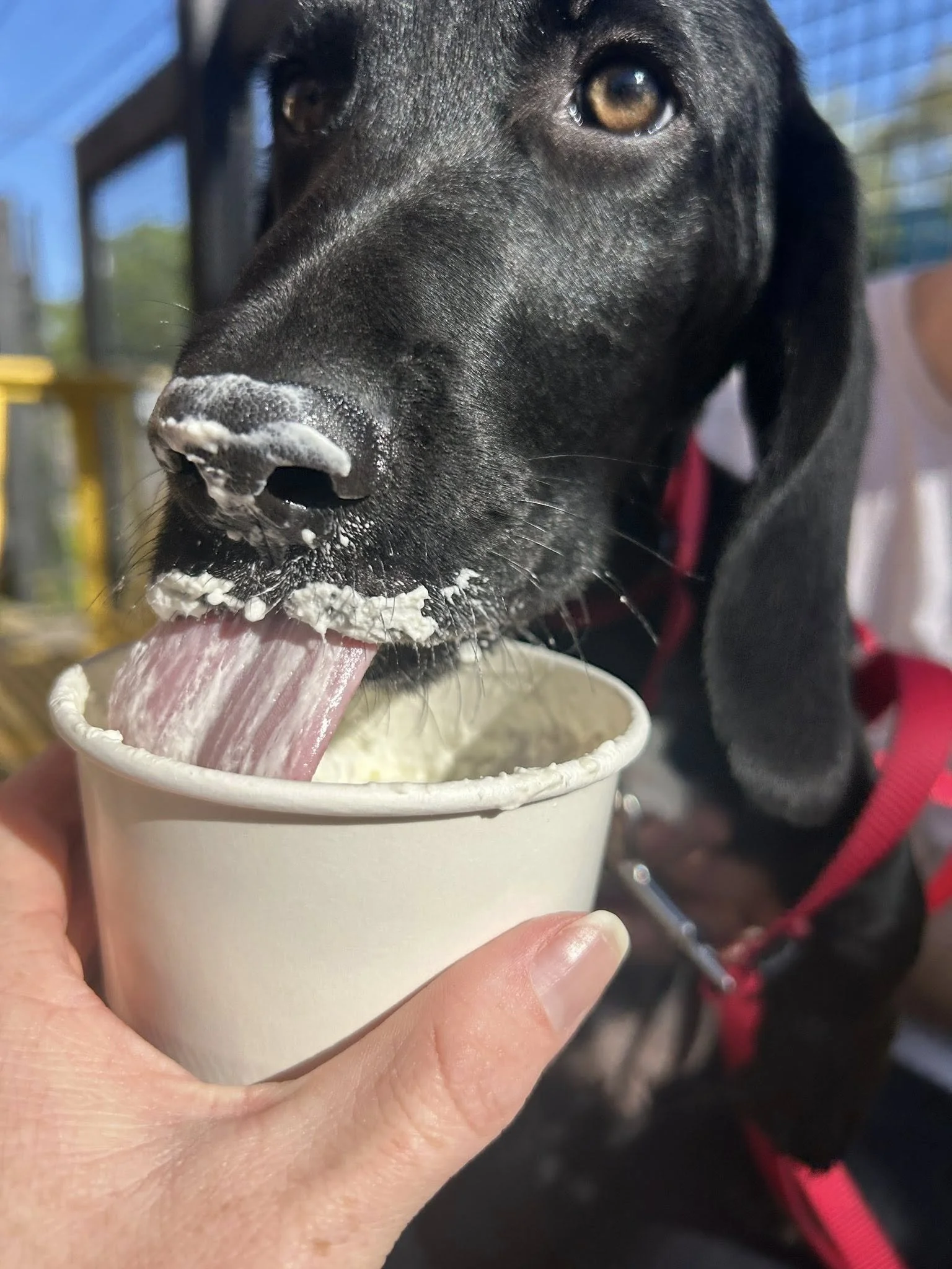 Newtonpupcup2.jpg