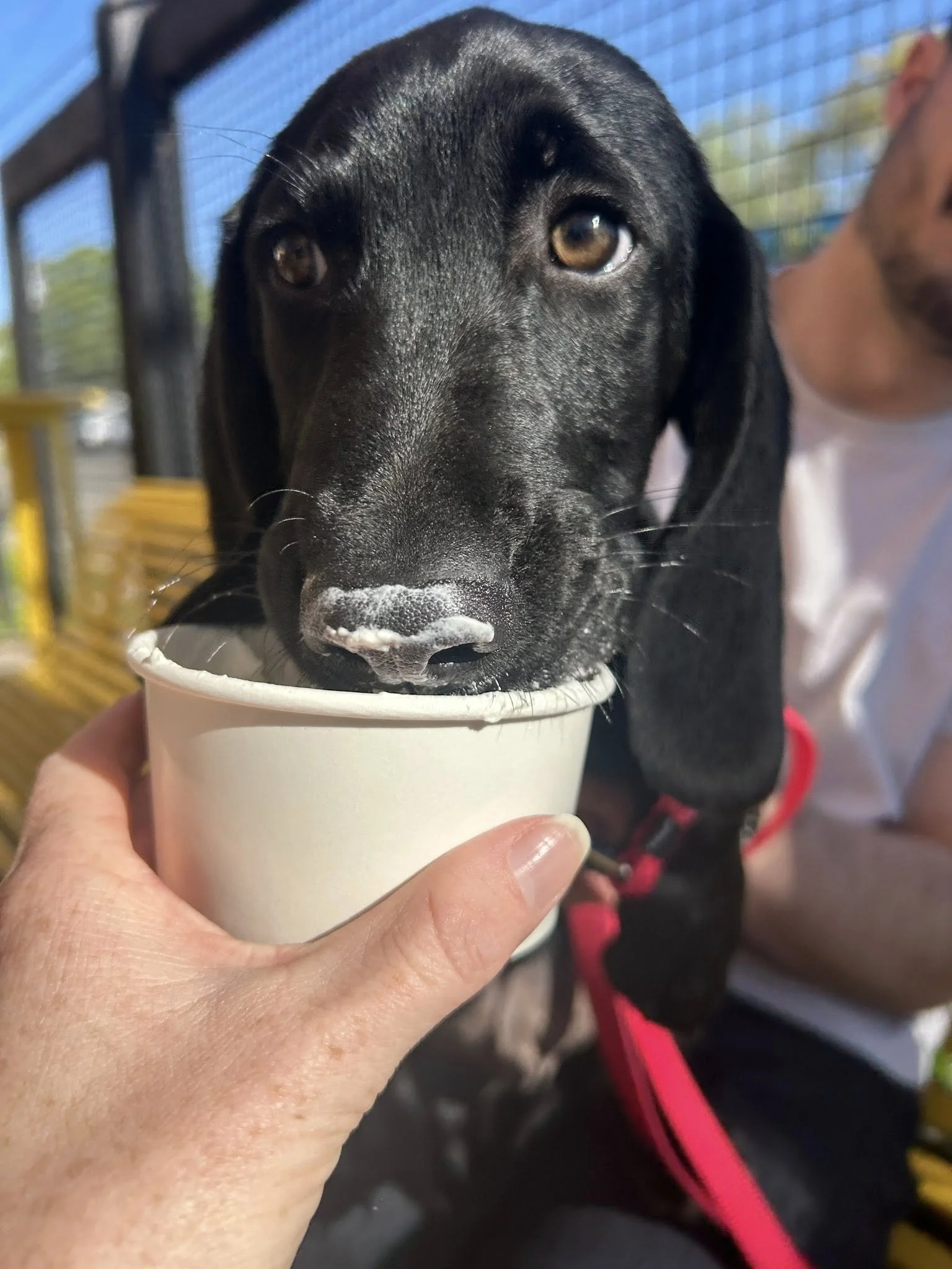 Newtonpupcup.jpg