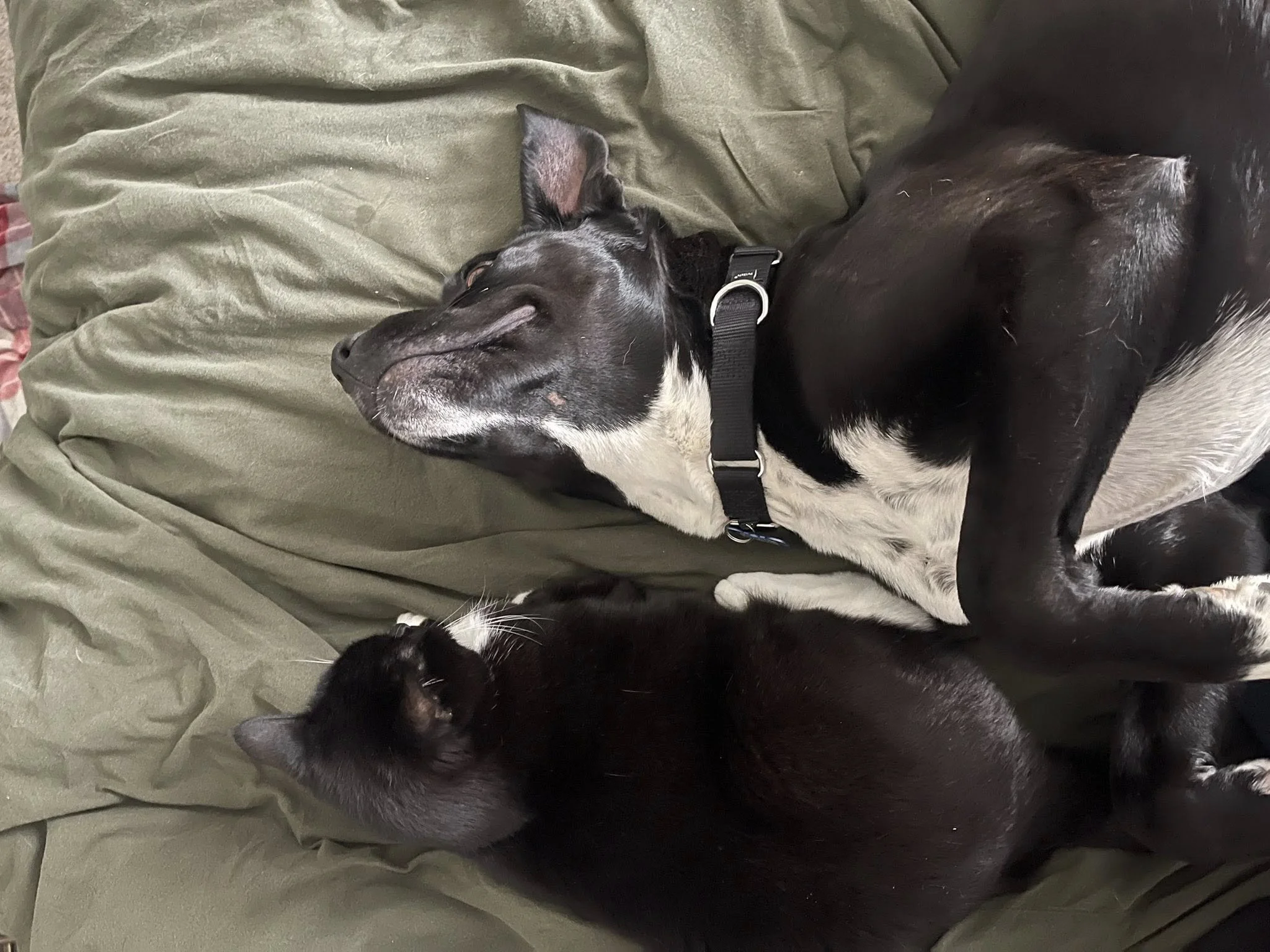 Hallleyandmatchingkitty.jpg