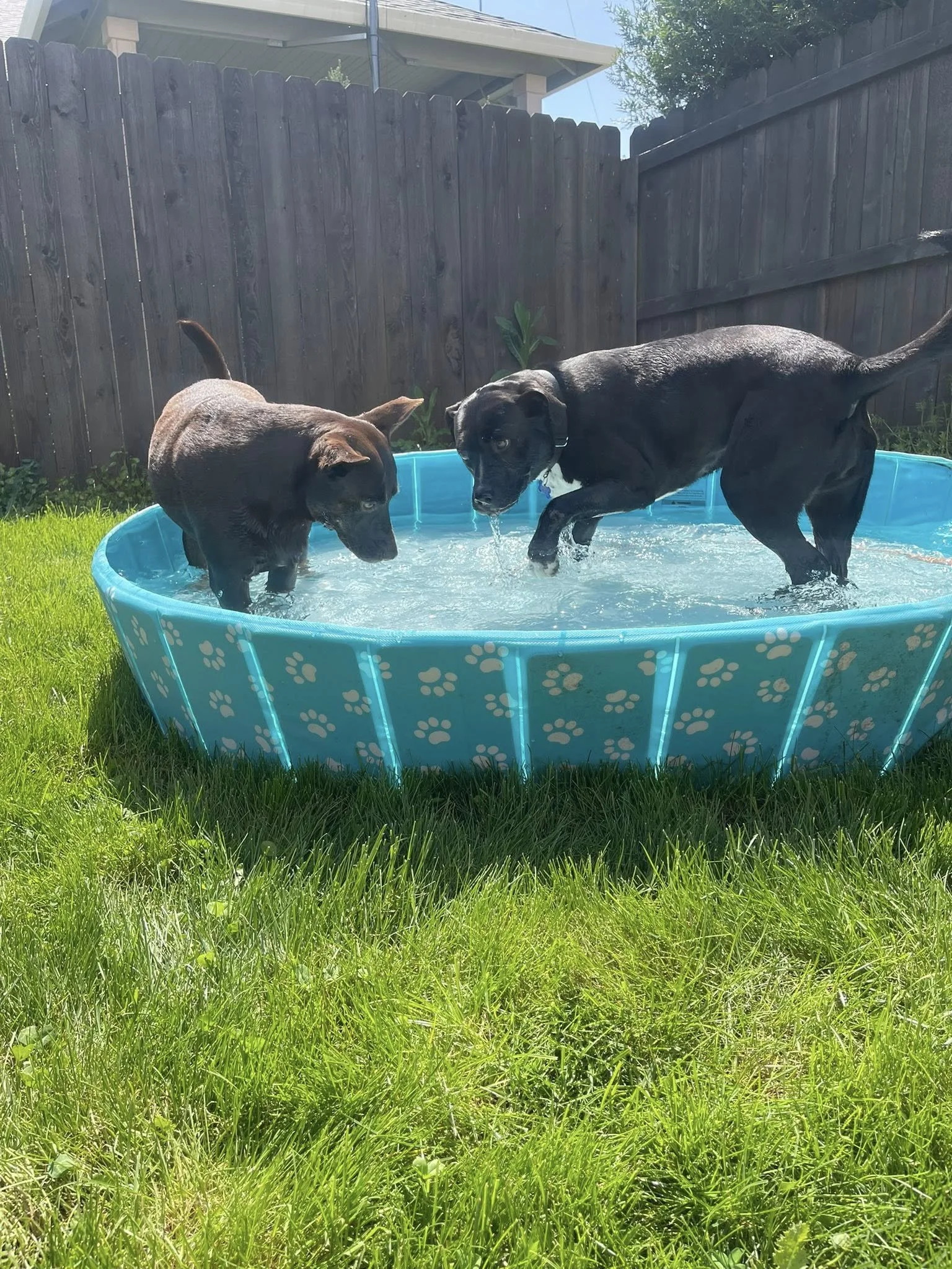 Halleydoggiepool.jpg