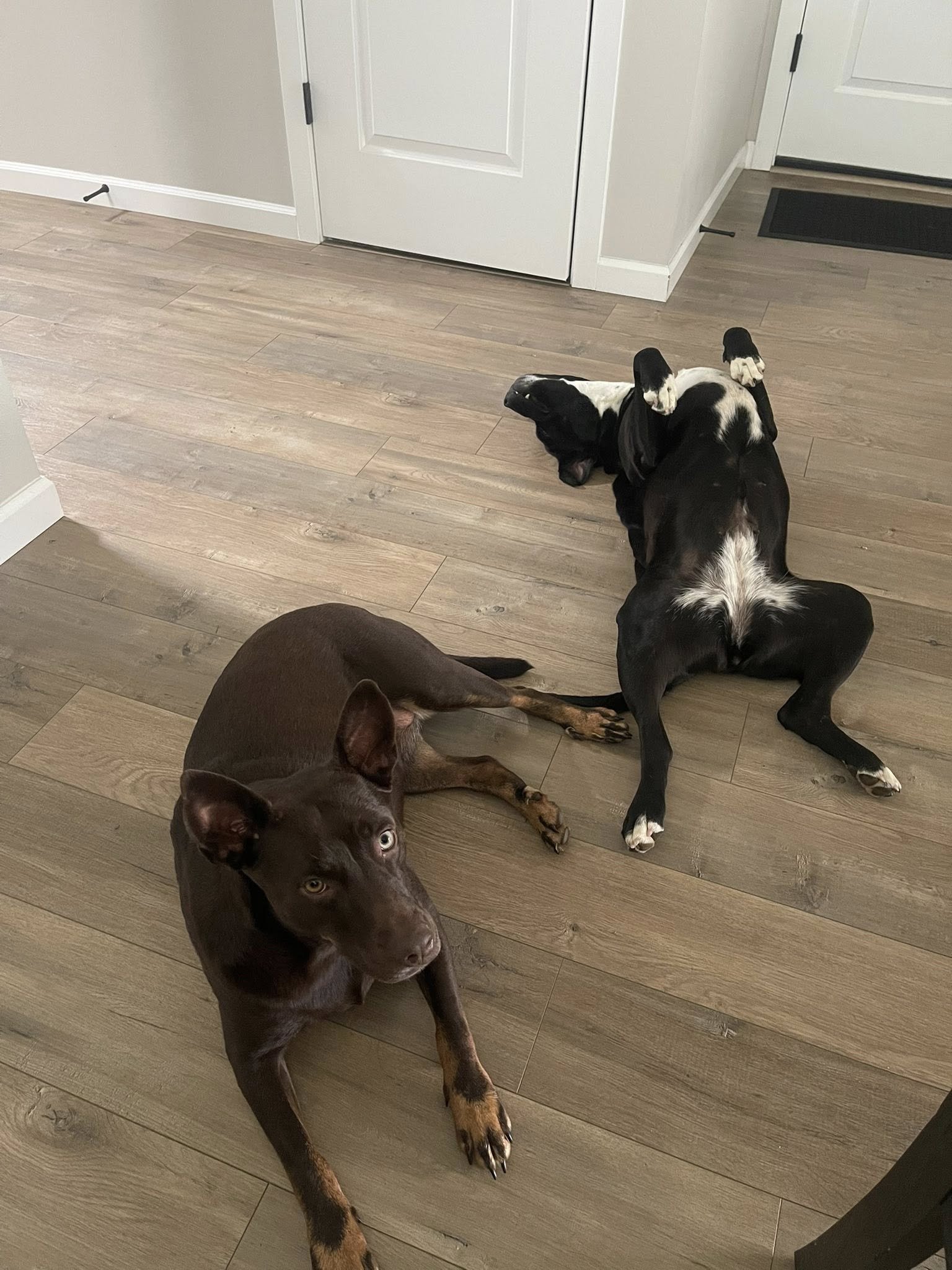 Halleybellywithfostersib.jpg