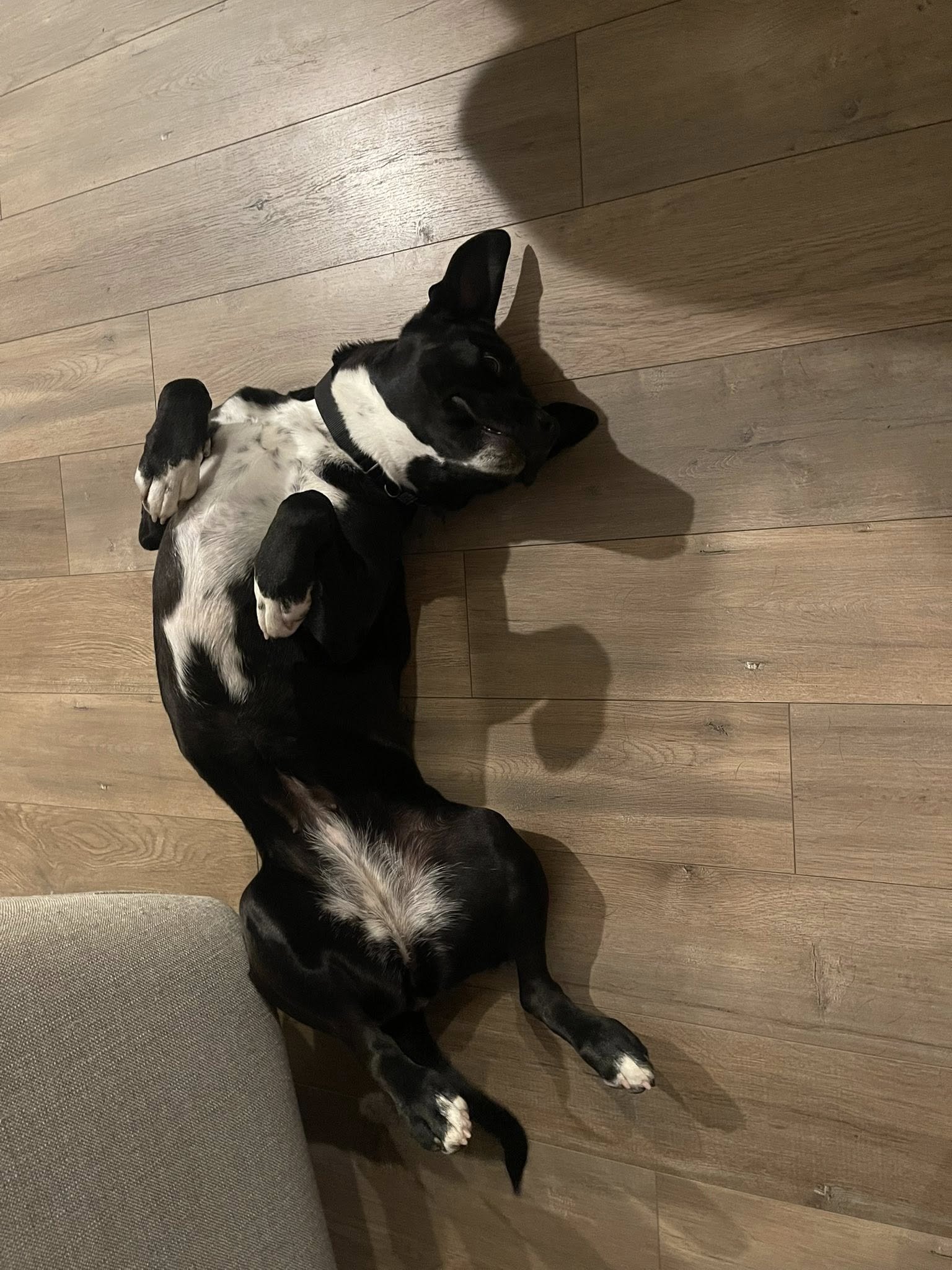 Halleybelly.jpg