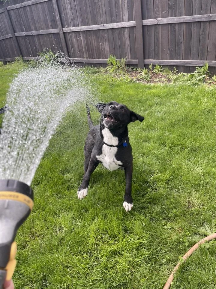 Halleywaterhose.jpg