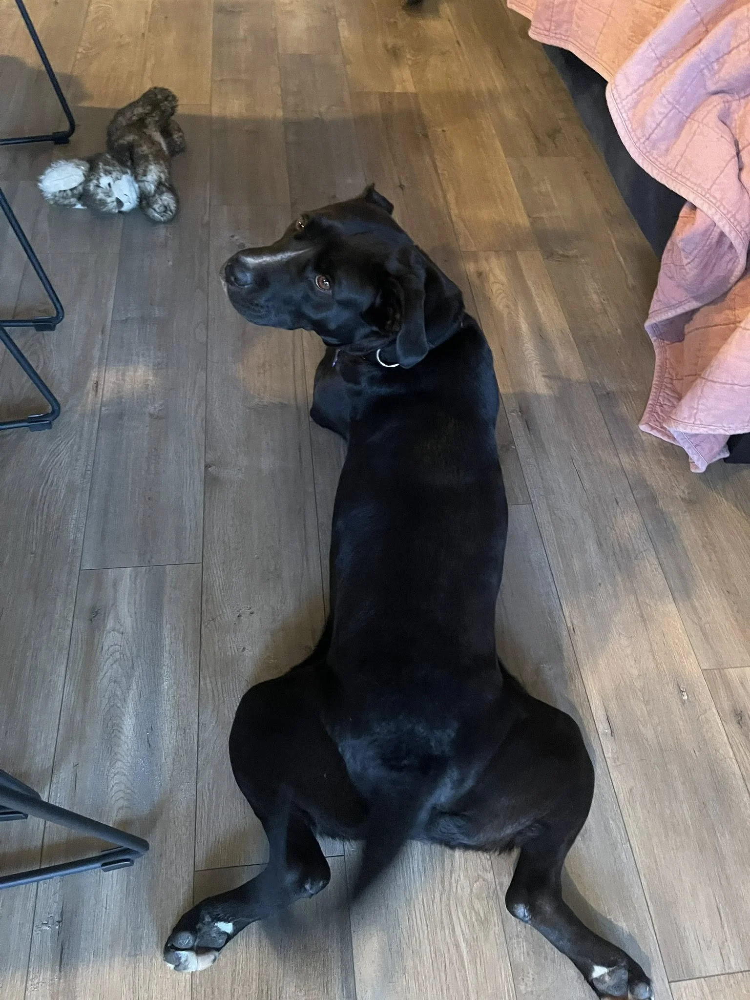 Halleysploot.jpg
