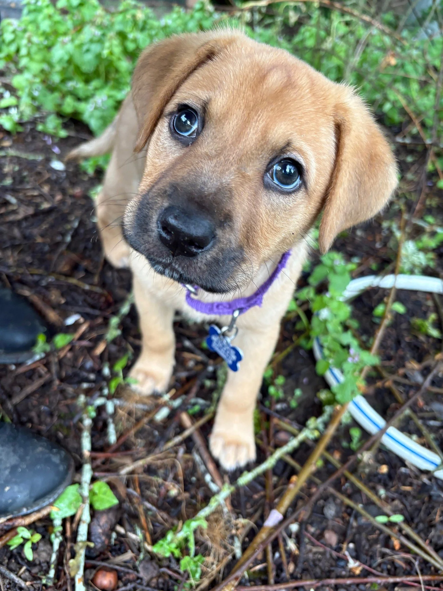 Lunatoodamncute.jpg