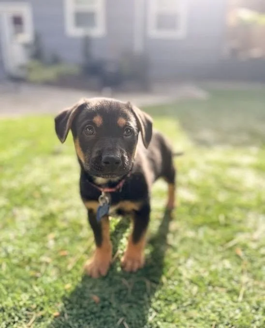 Victor heard we&rsquo;re highlighting Bone Ball 2026 sponsors and immediately appointed himself head of communications.⁠
⁠
A big thank you to one of our Diggin&rsquo; It sponsors, the Law Office of Katharine Edwards. And to our Havin&rsquo; A Ball sp