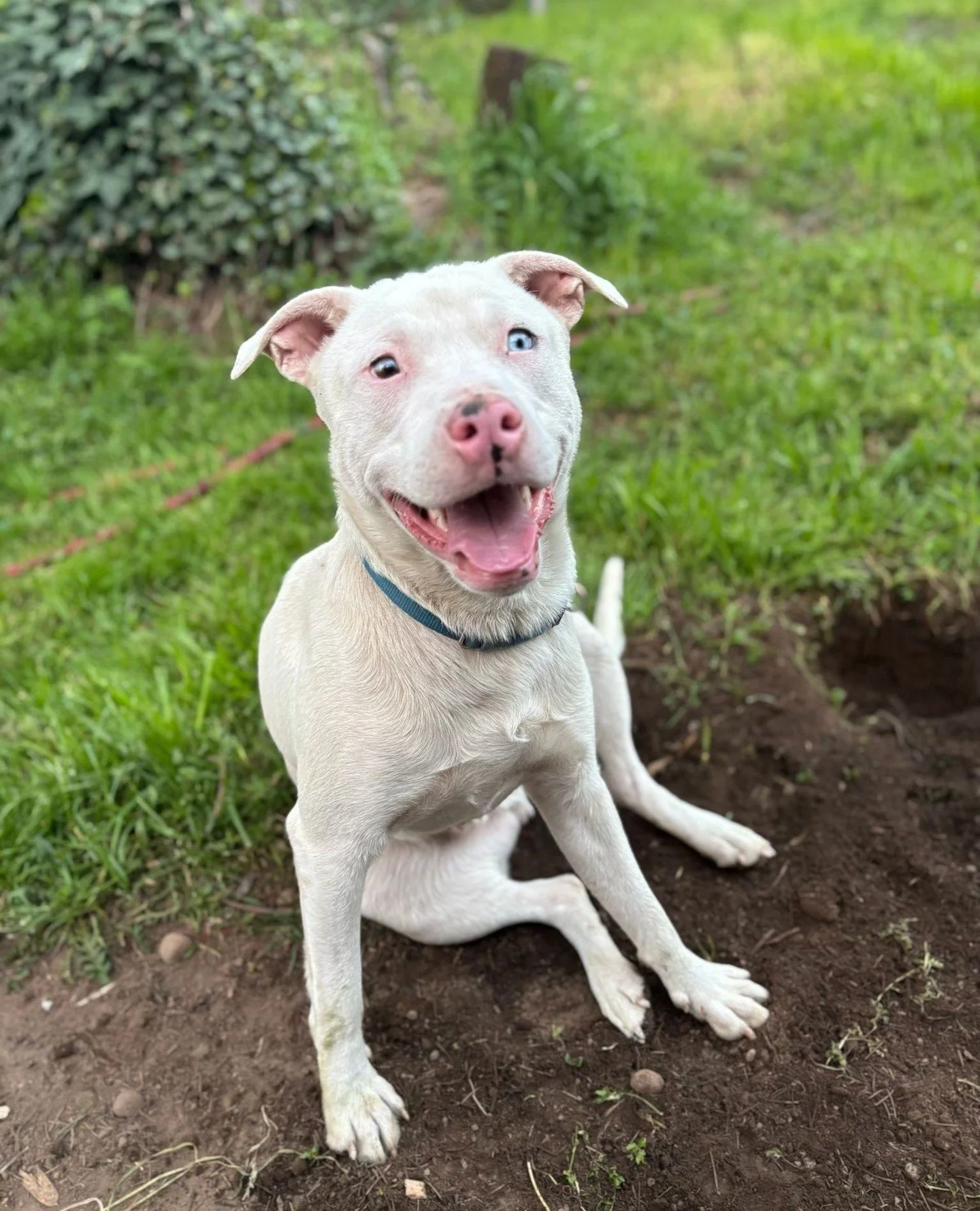 Sno-Caps&rsquo; face when you ask him to help out in the yard. Which makes spring time work much more enjoyable!⁠
⁠
You can apply to supervise this happy guy's operation through the link in our bio.