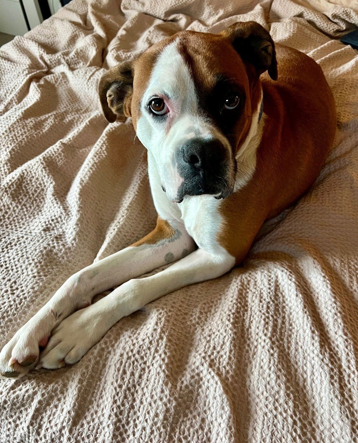 Surprise!! We were able to find a few adoptable cuties patooties to come hang out with us at our Adoption Center this week!⁠
⁠
Hubble will be visiting today, Thursday 4/30, from 2:30-6:30PM or until adopted.⁠
⁠
On Friday 5/1, Macchiato has an intro a