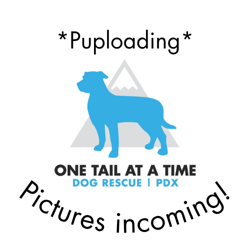 puploadingtemplate.png